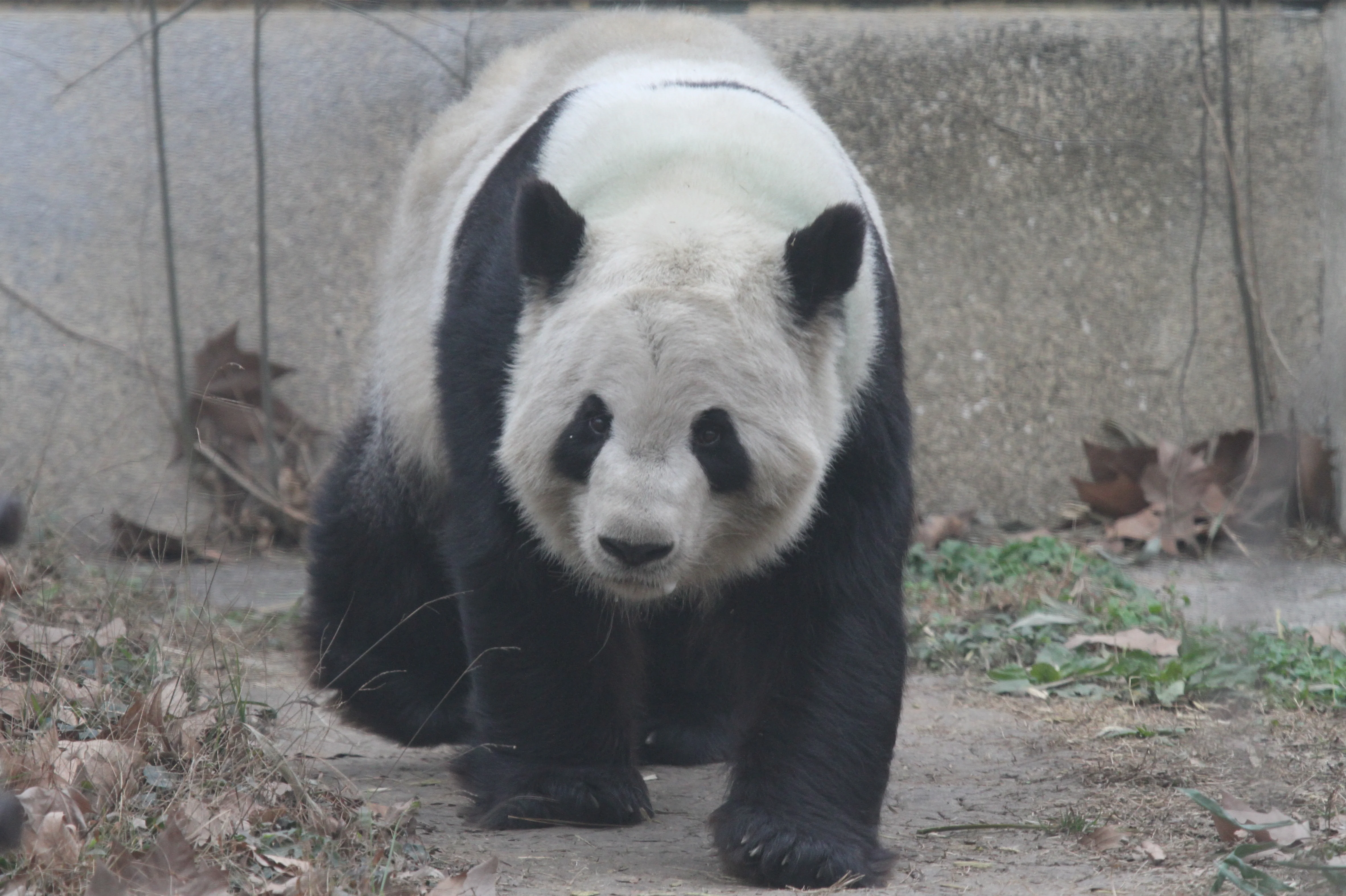 Chengdu Zoo