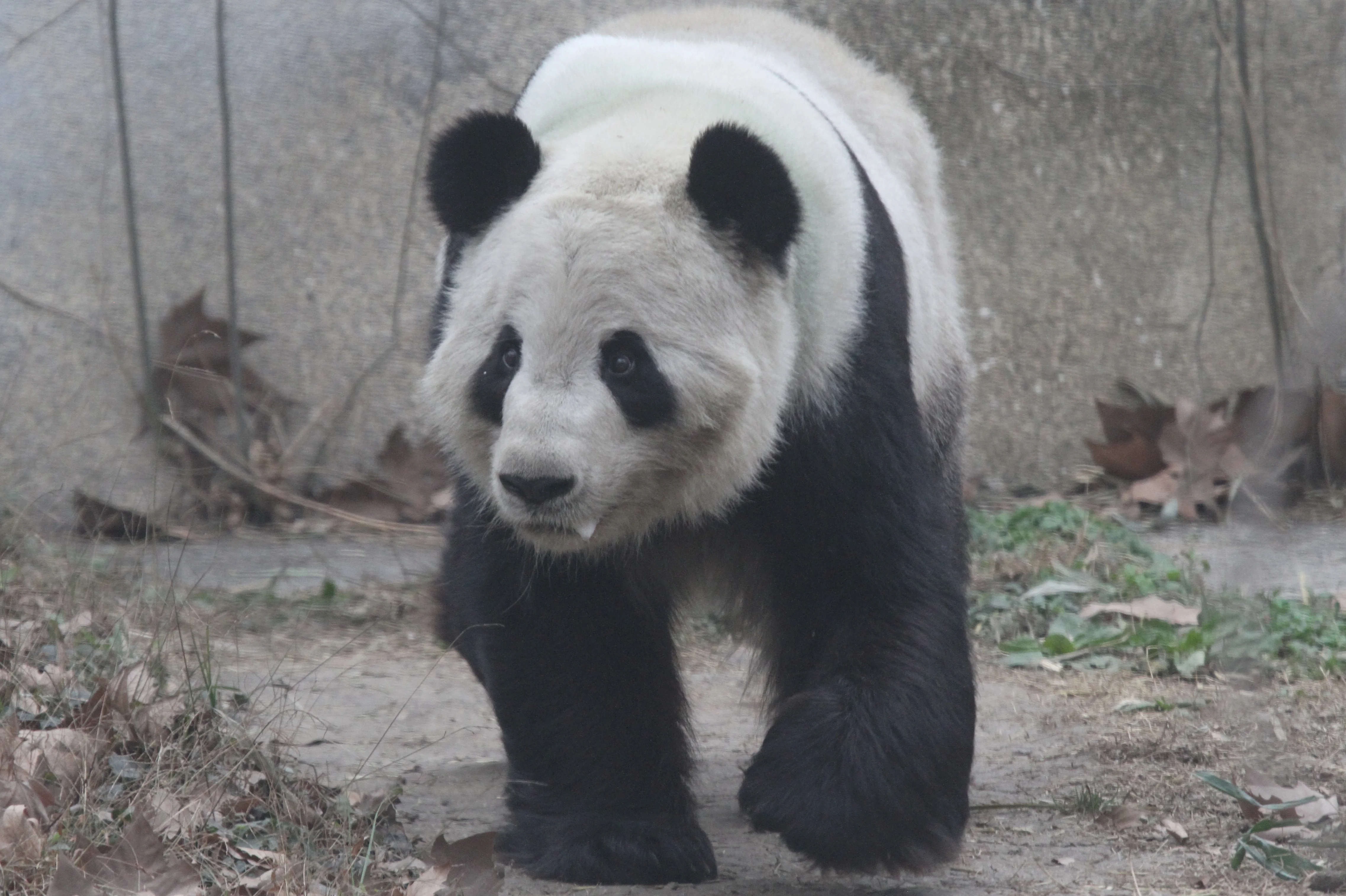 Chengdu Zoo