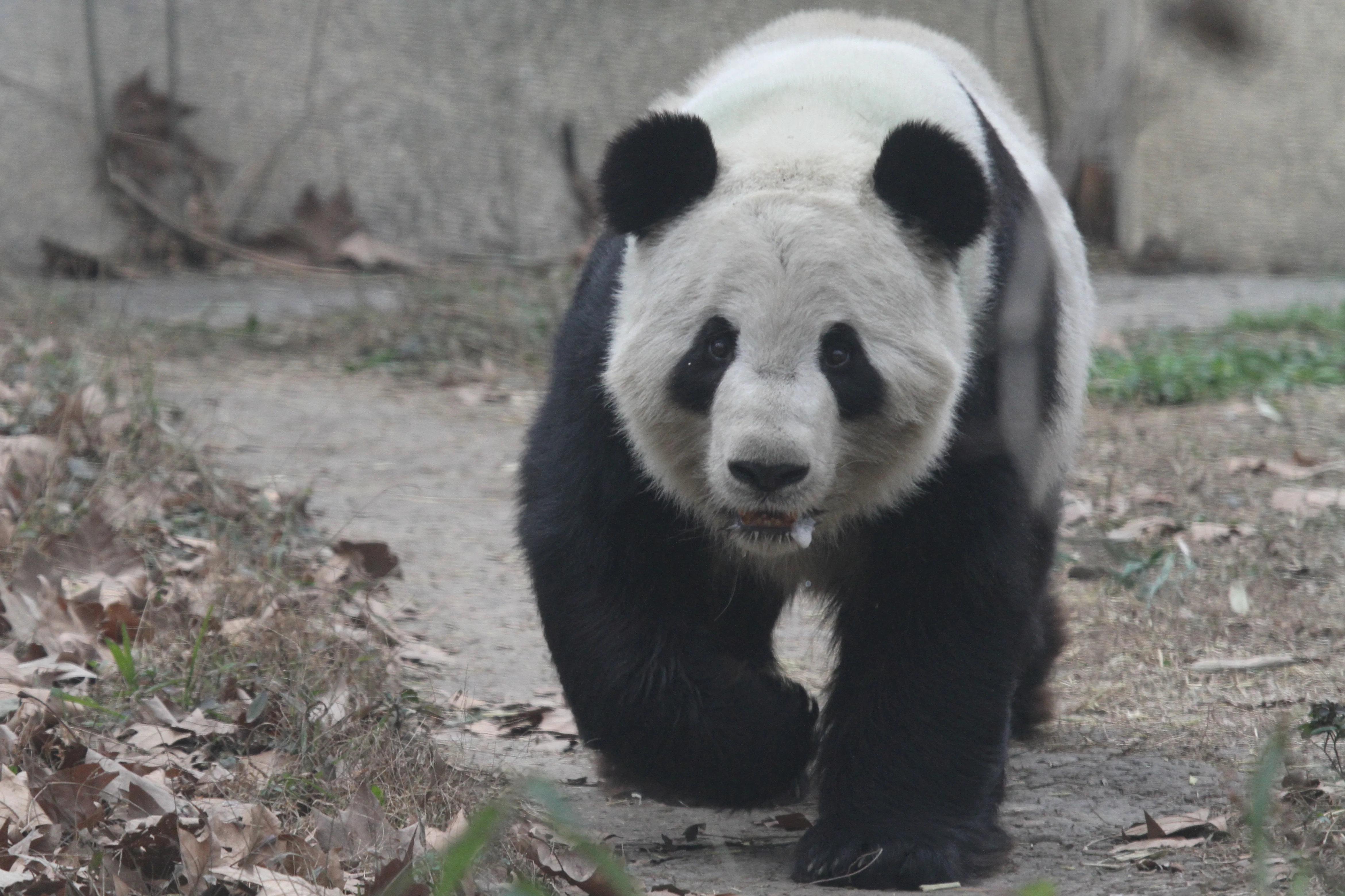 Chengdu Zoo