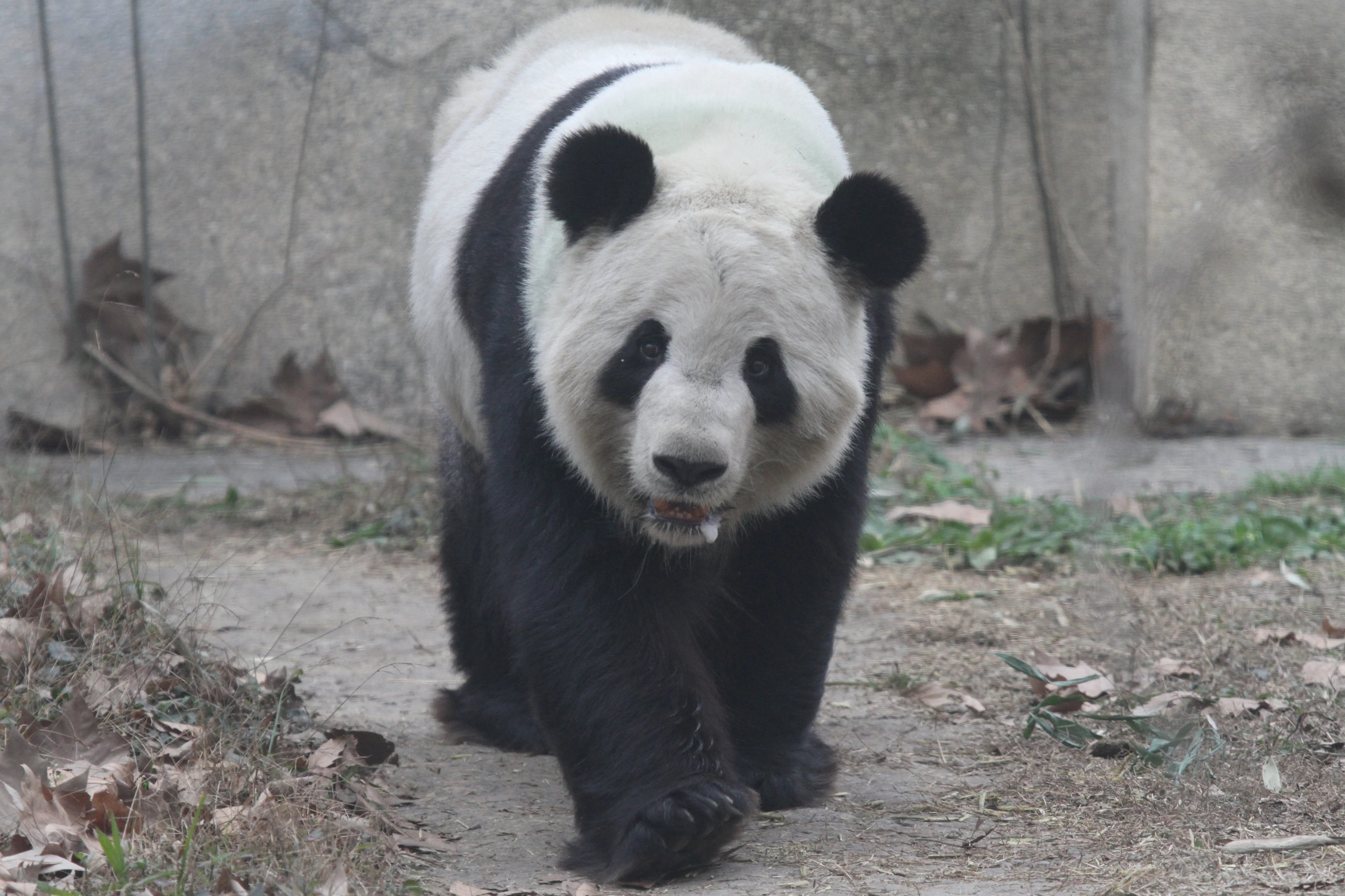 Chengdu Zoo