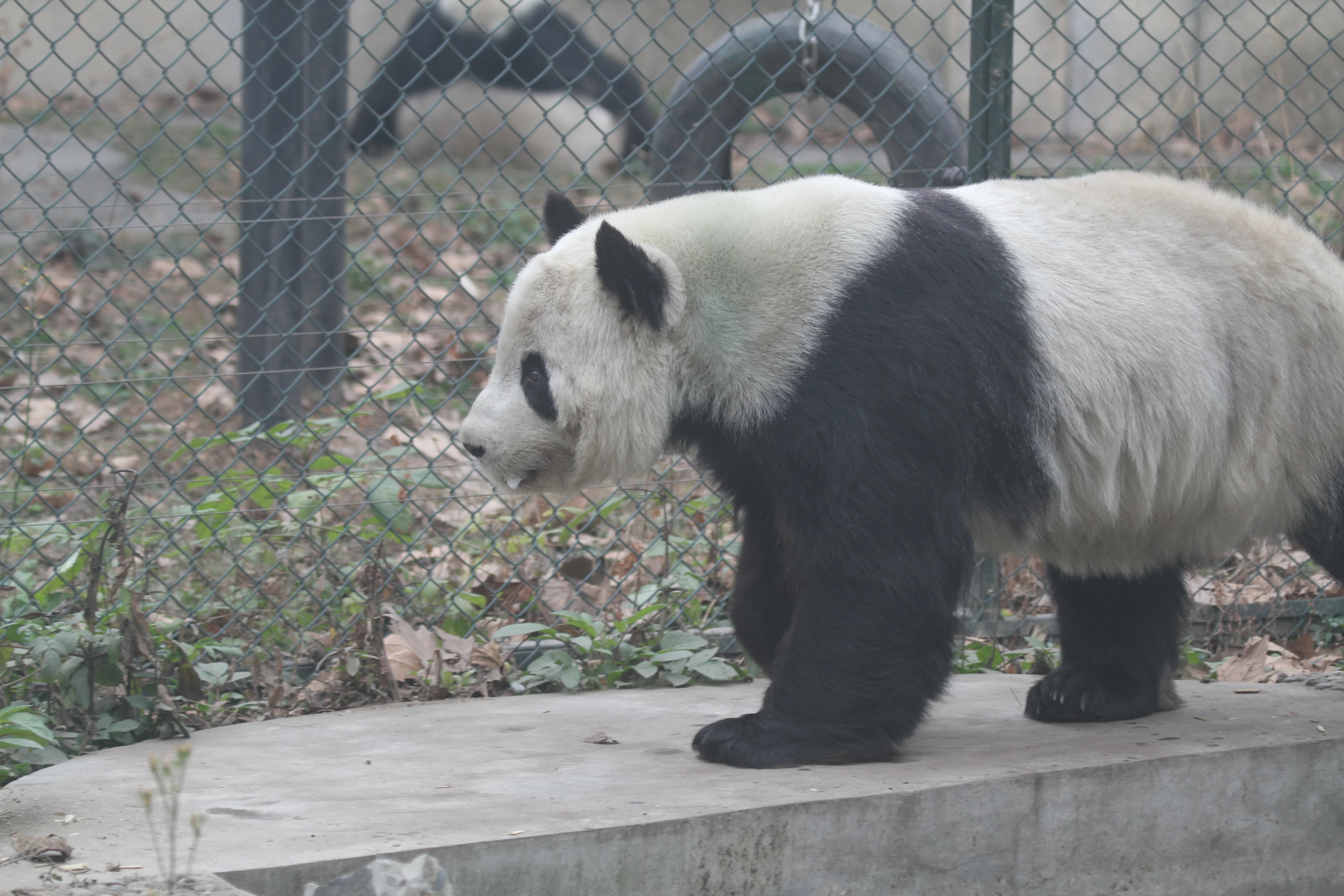 Chengdu Zoo