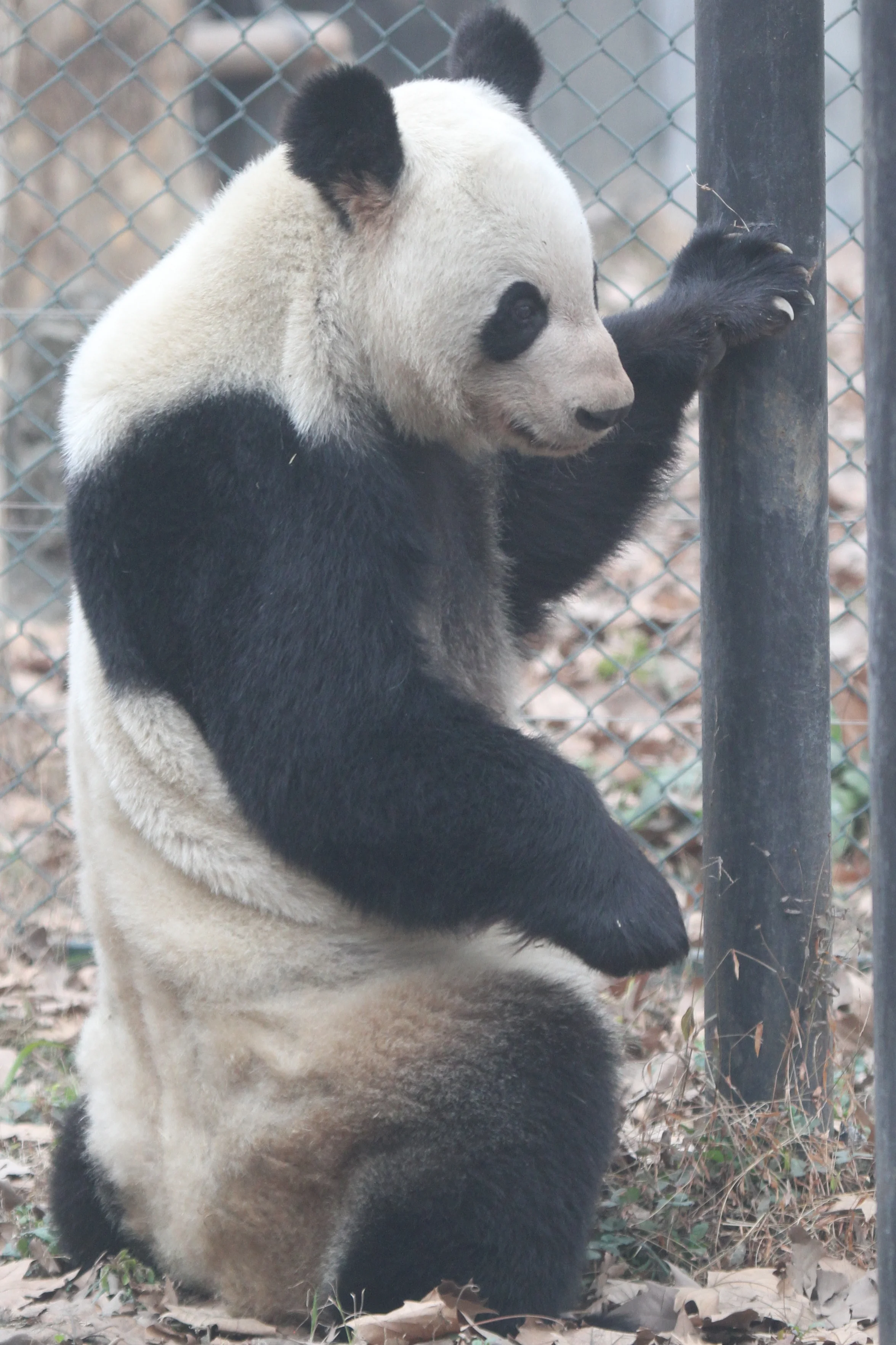 Chengdu Zoo