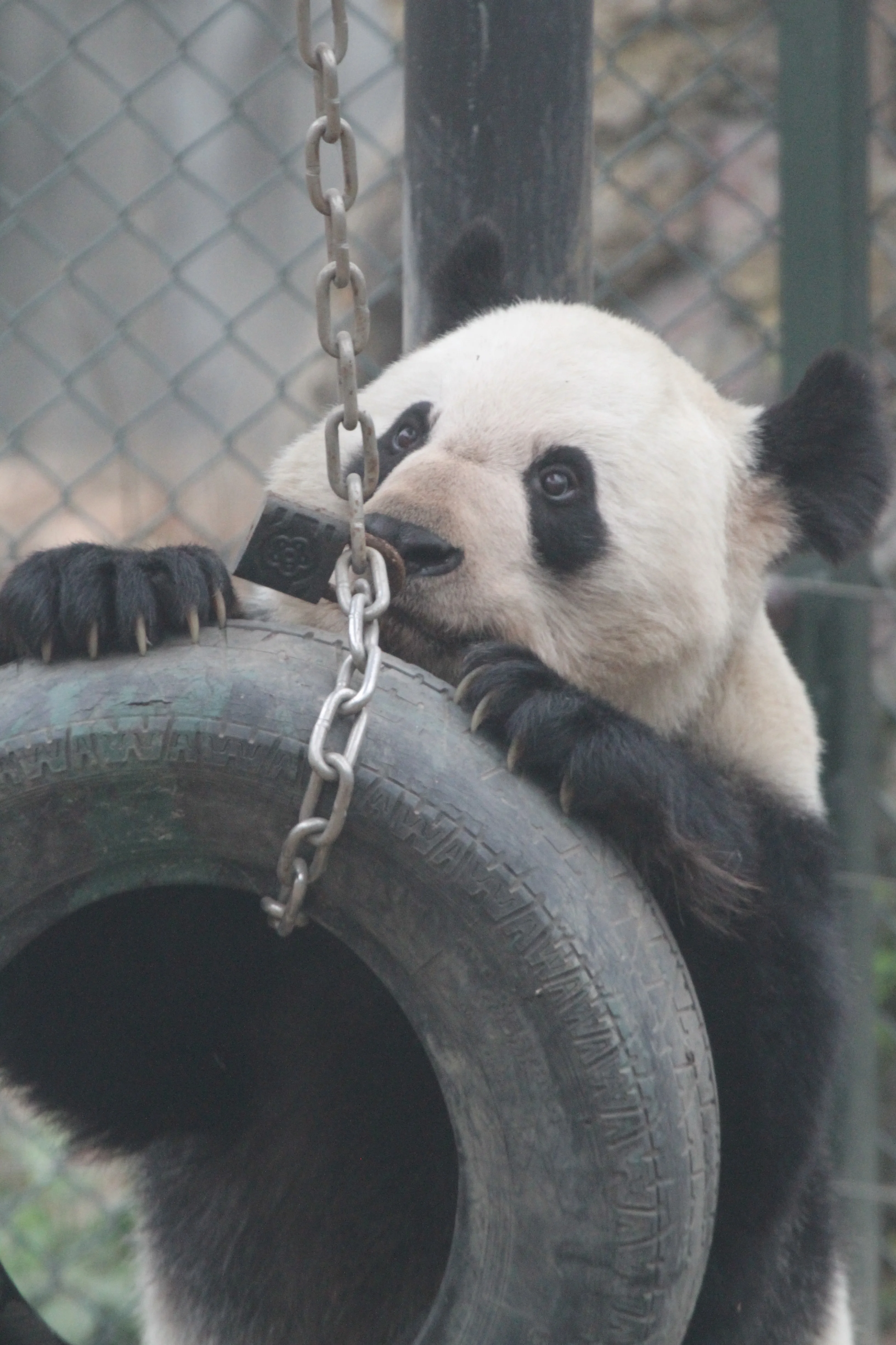 Chengdu Zoo