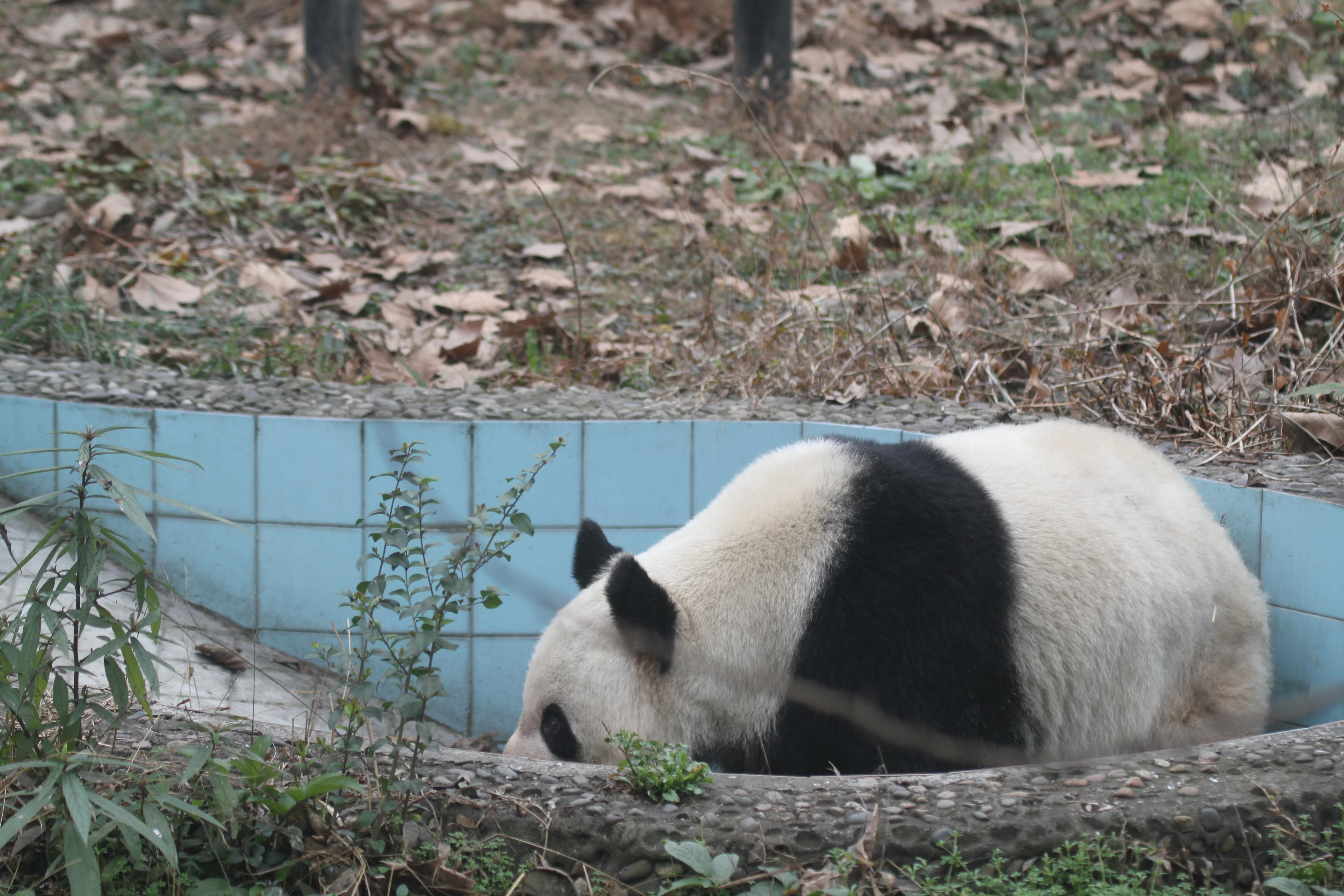 Chengdu Zoo