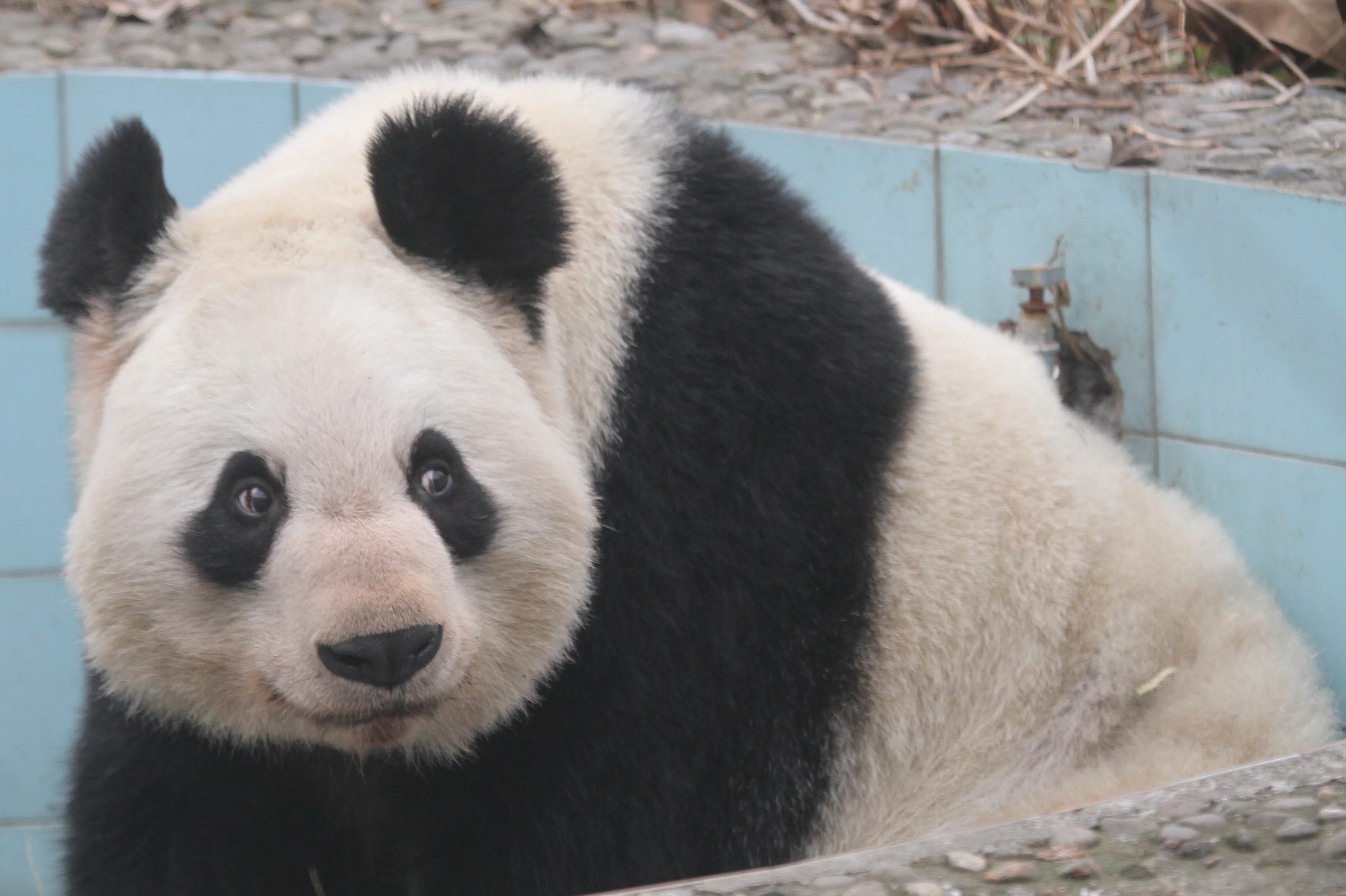 Chengdu Zoo