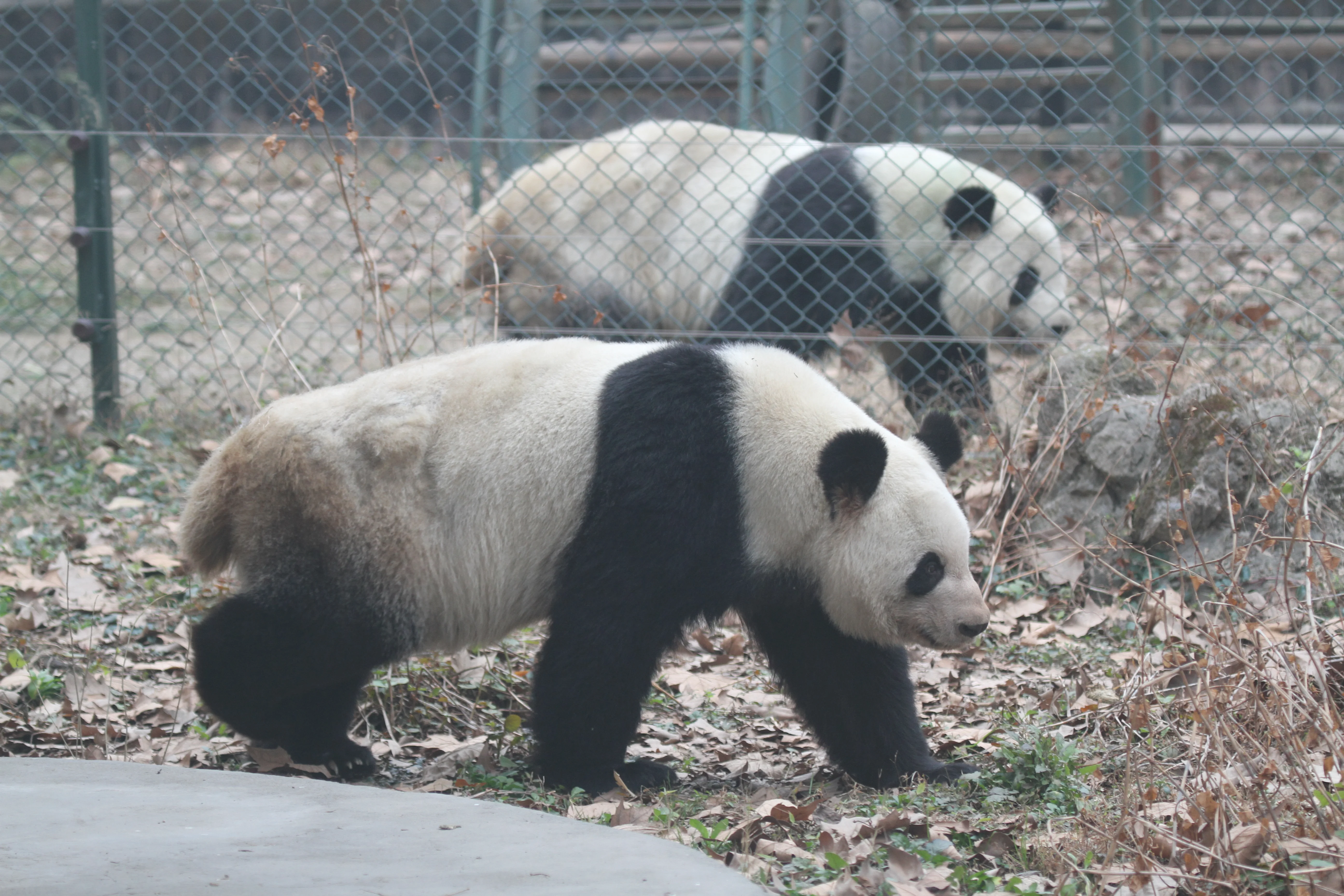 Chengdu Zoo