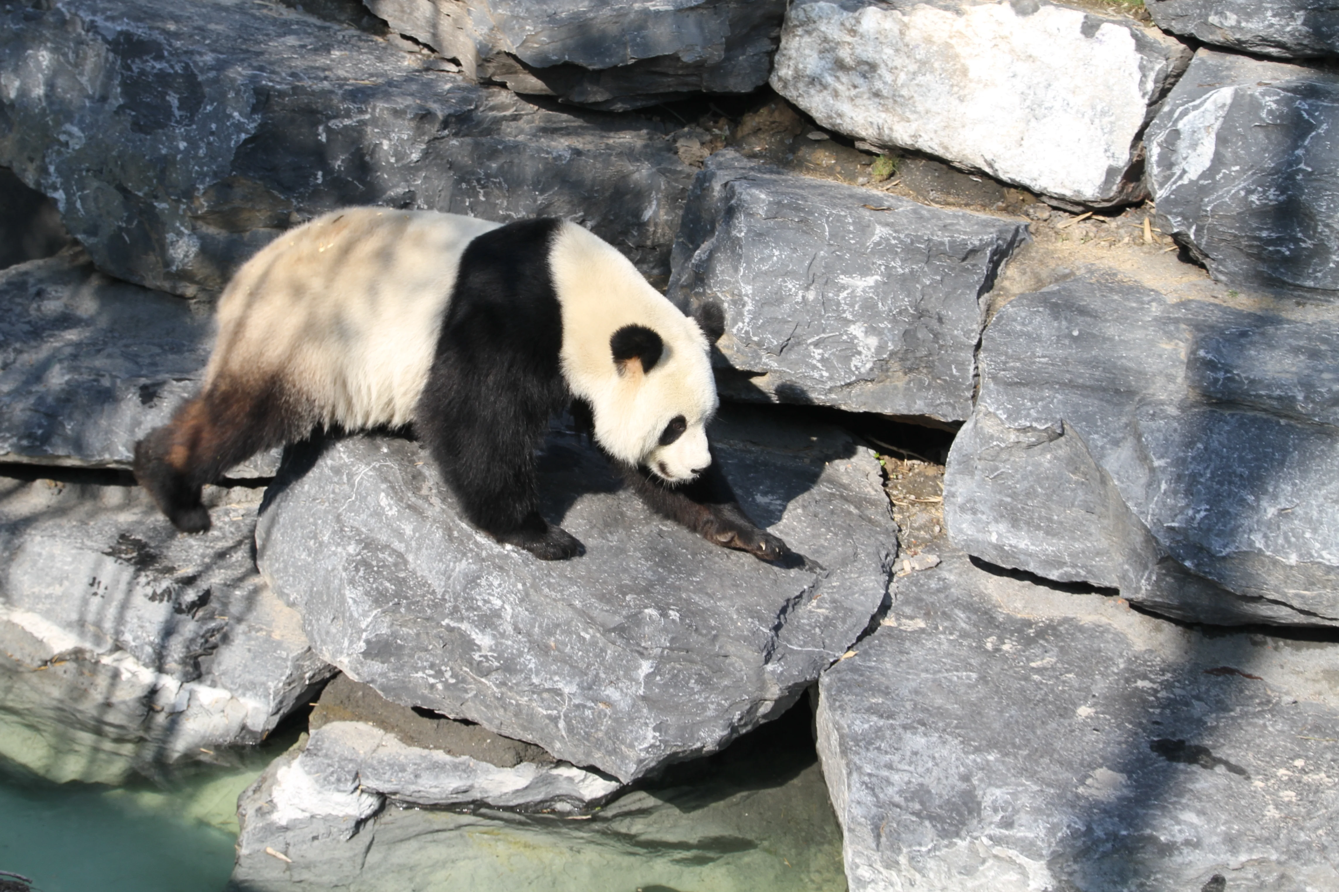Pairi Daiza