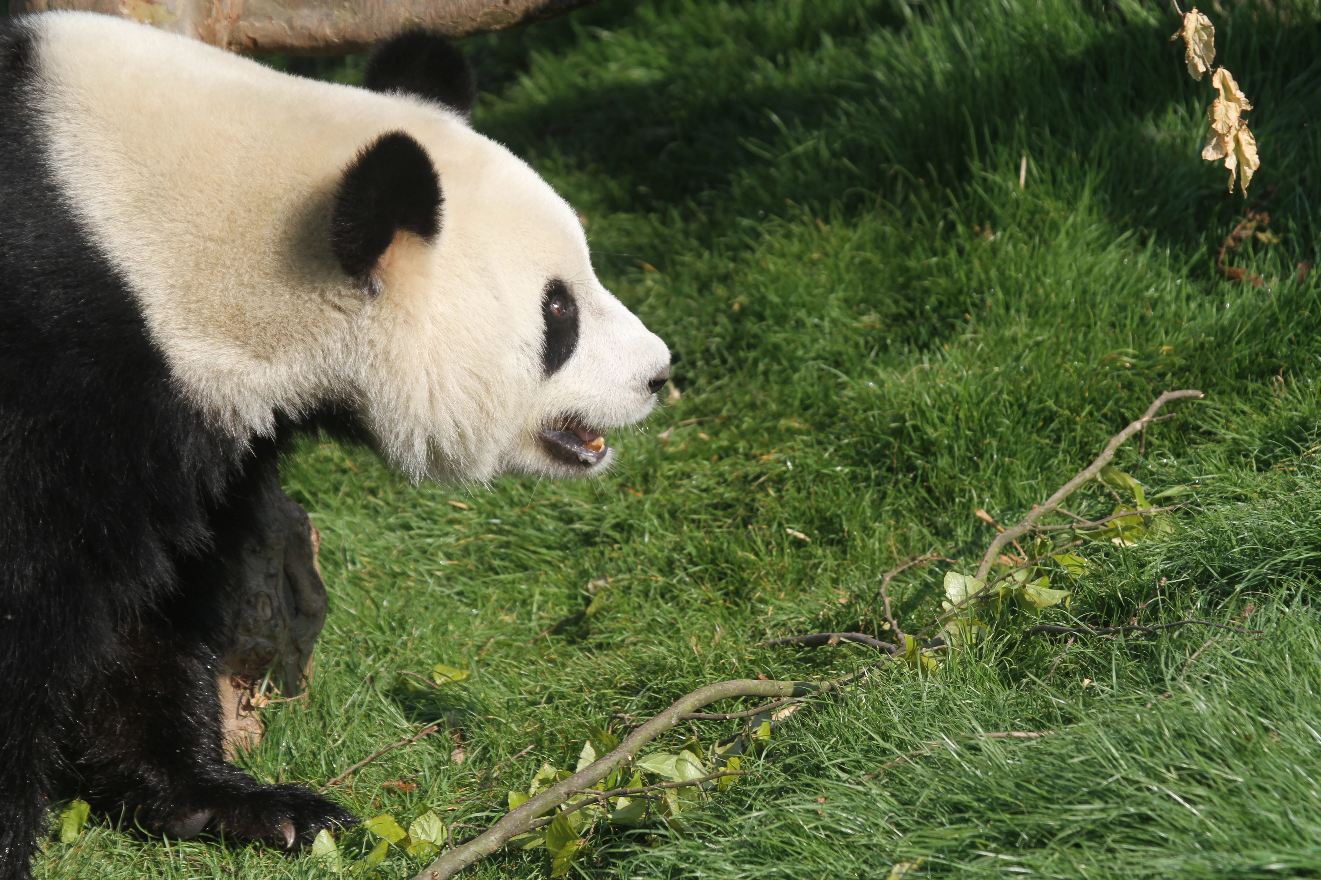 Pairi Daiza