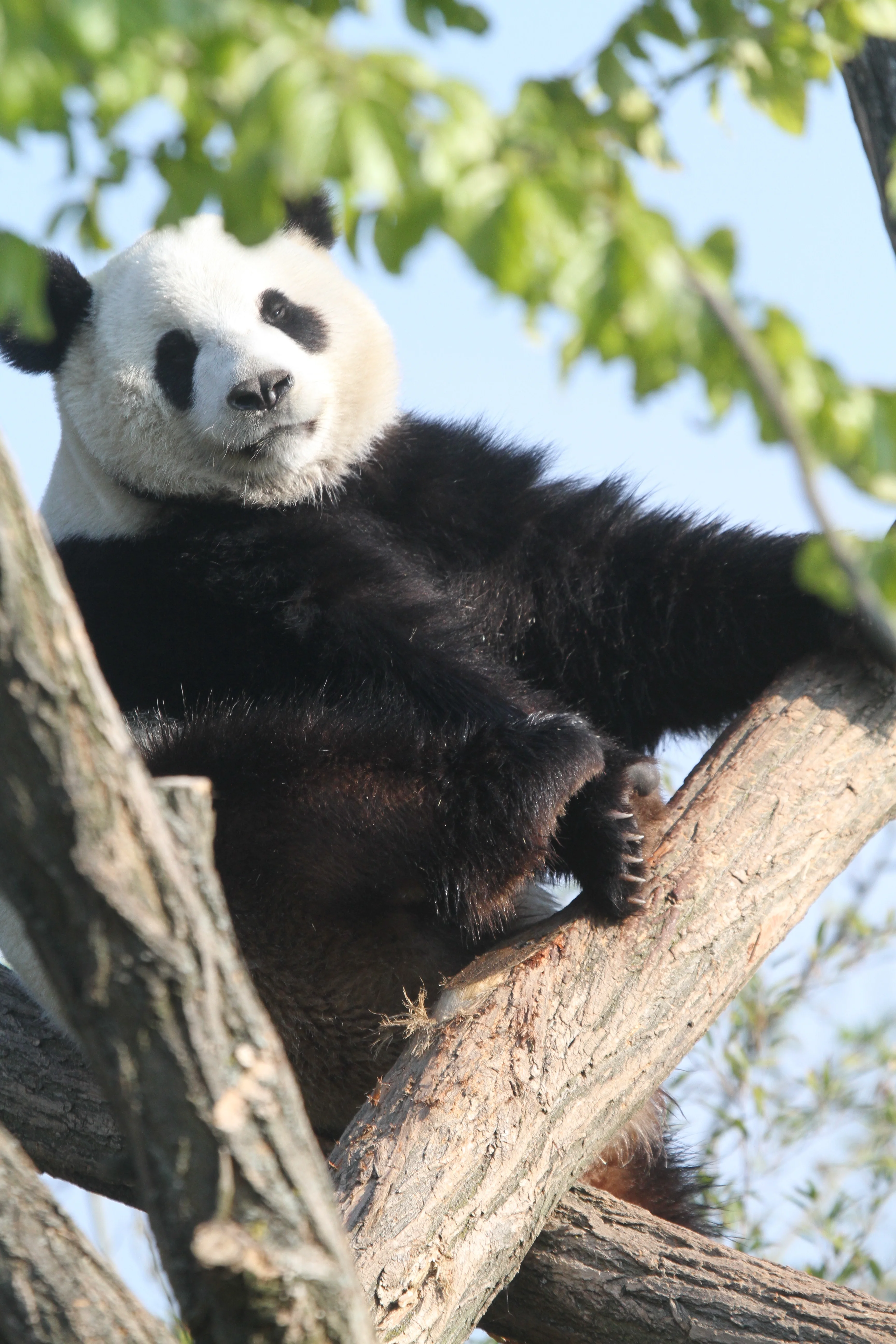 Pairi Daiza