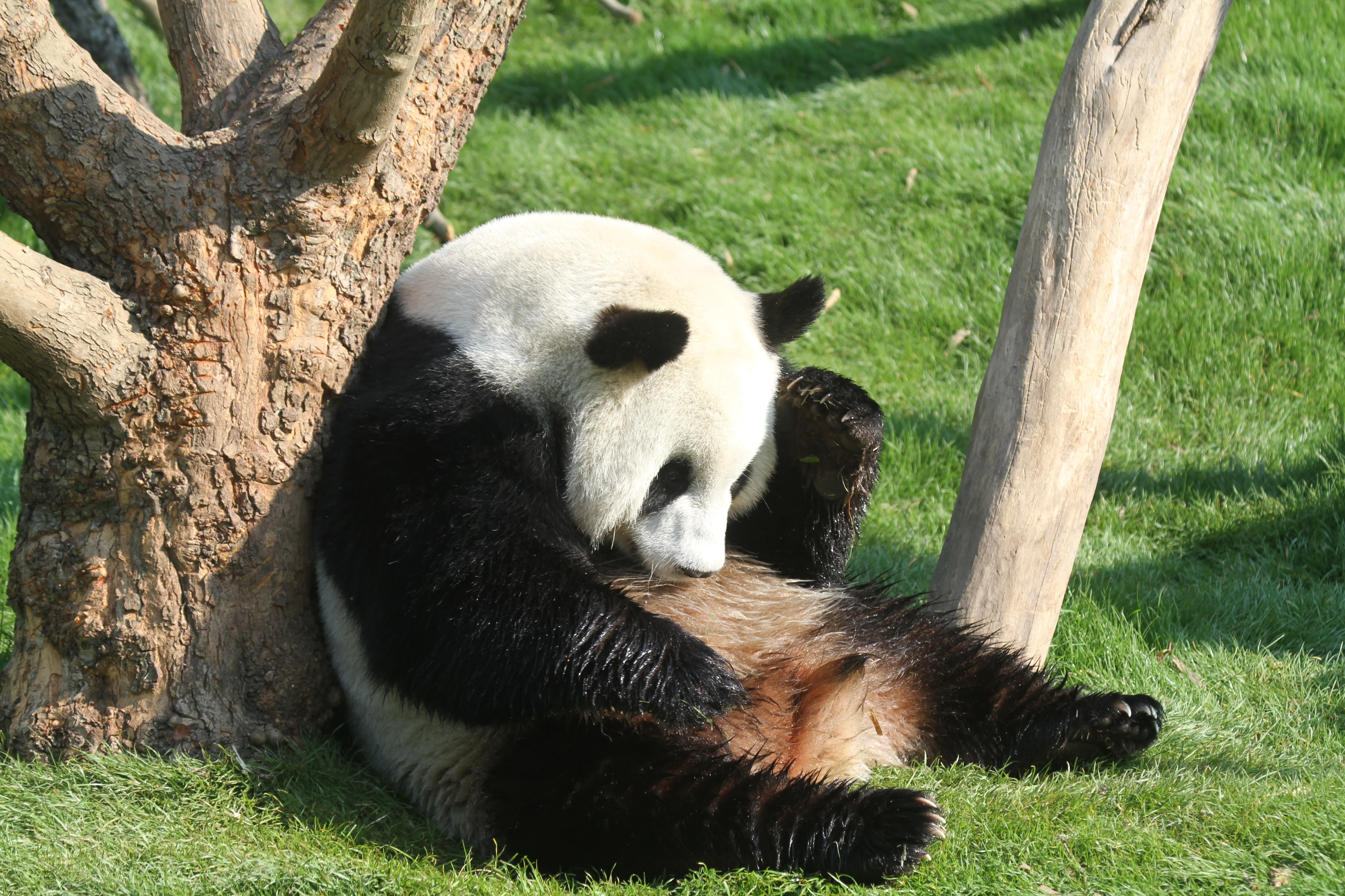 Pairi Daiza