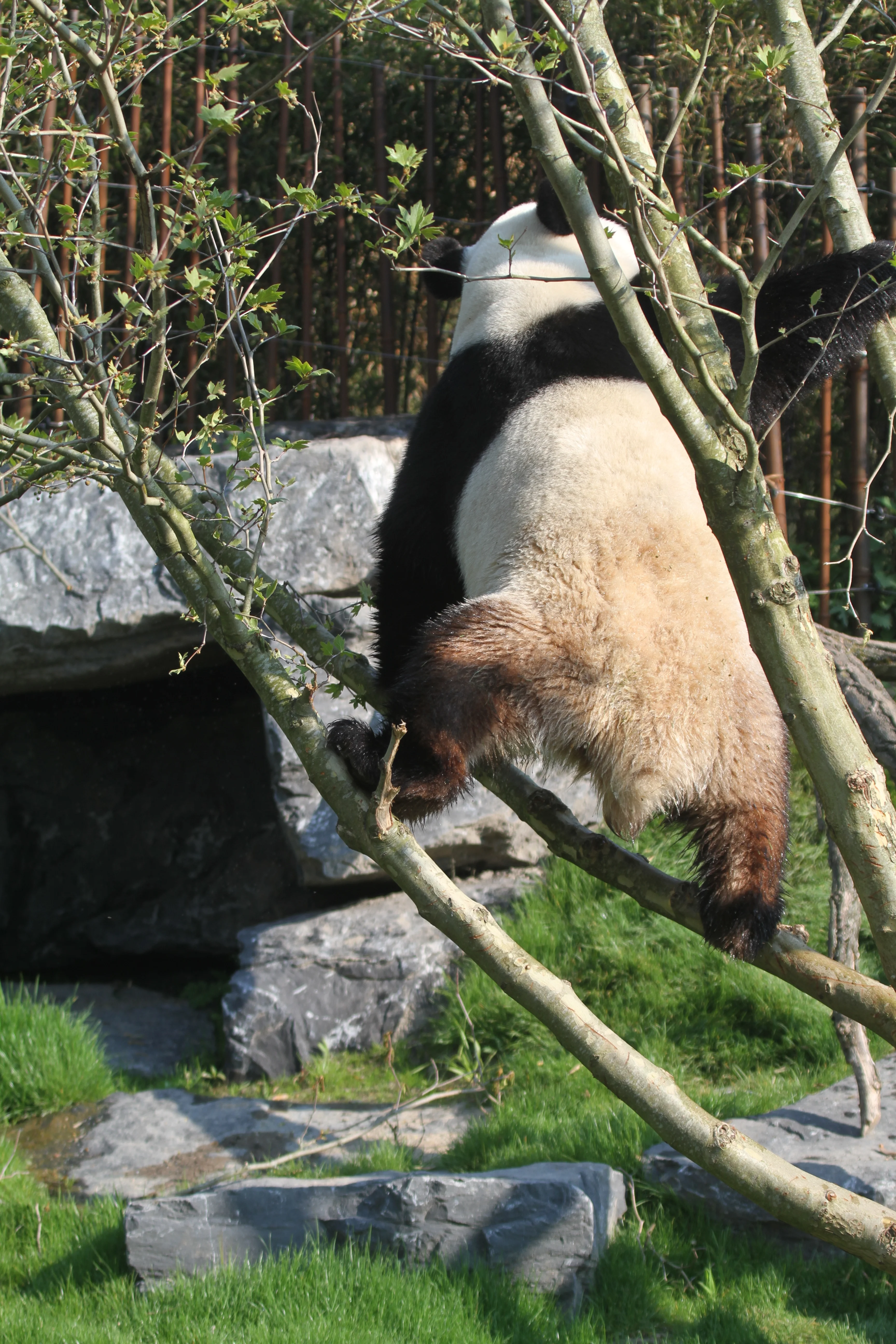 Pairi Daiza