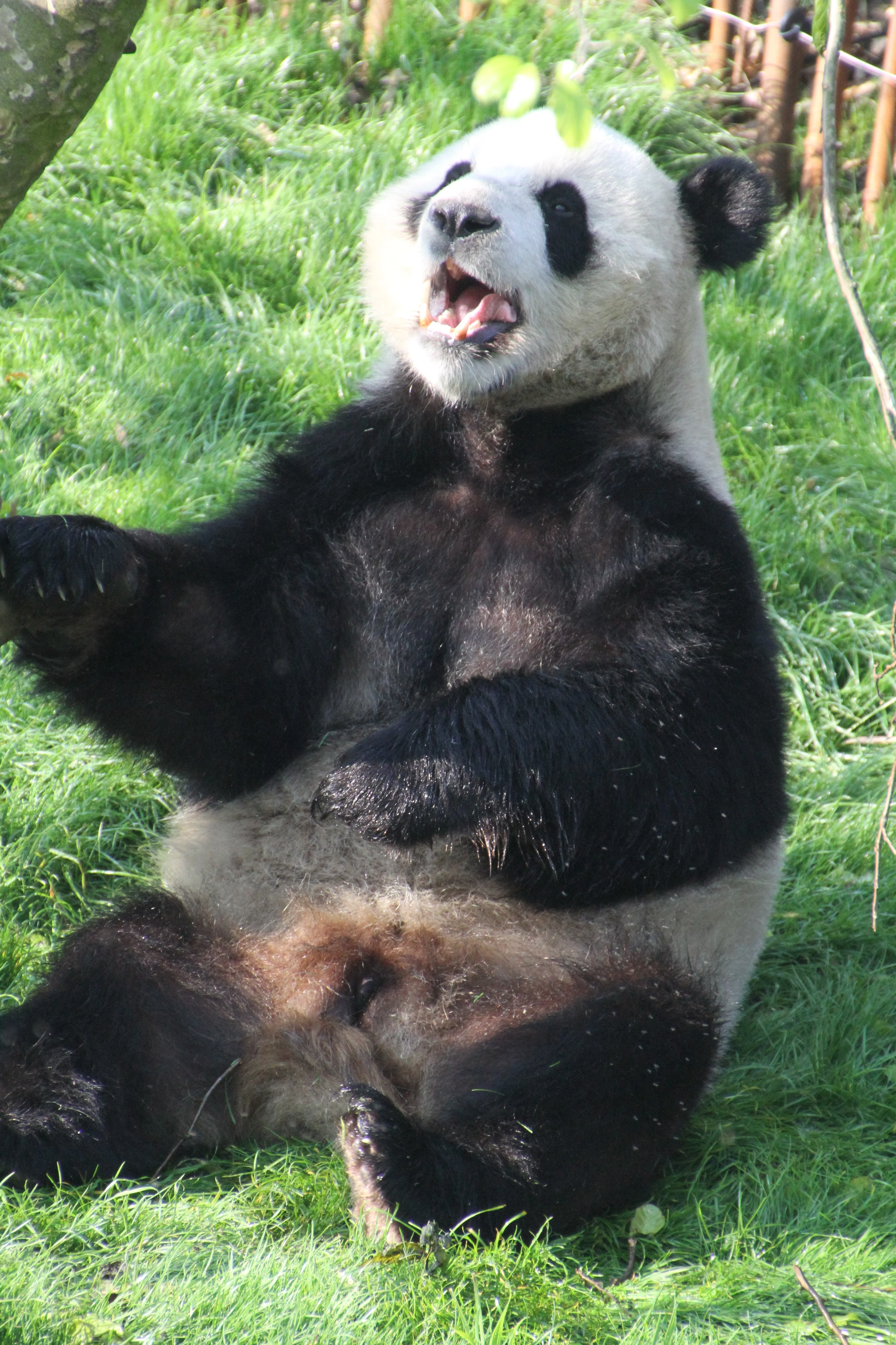 Pairi Daiza