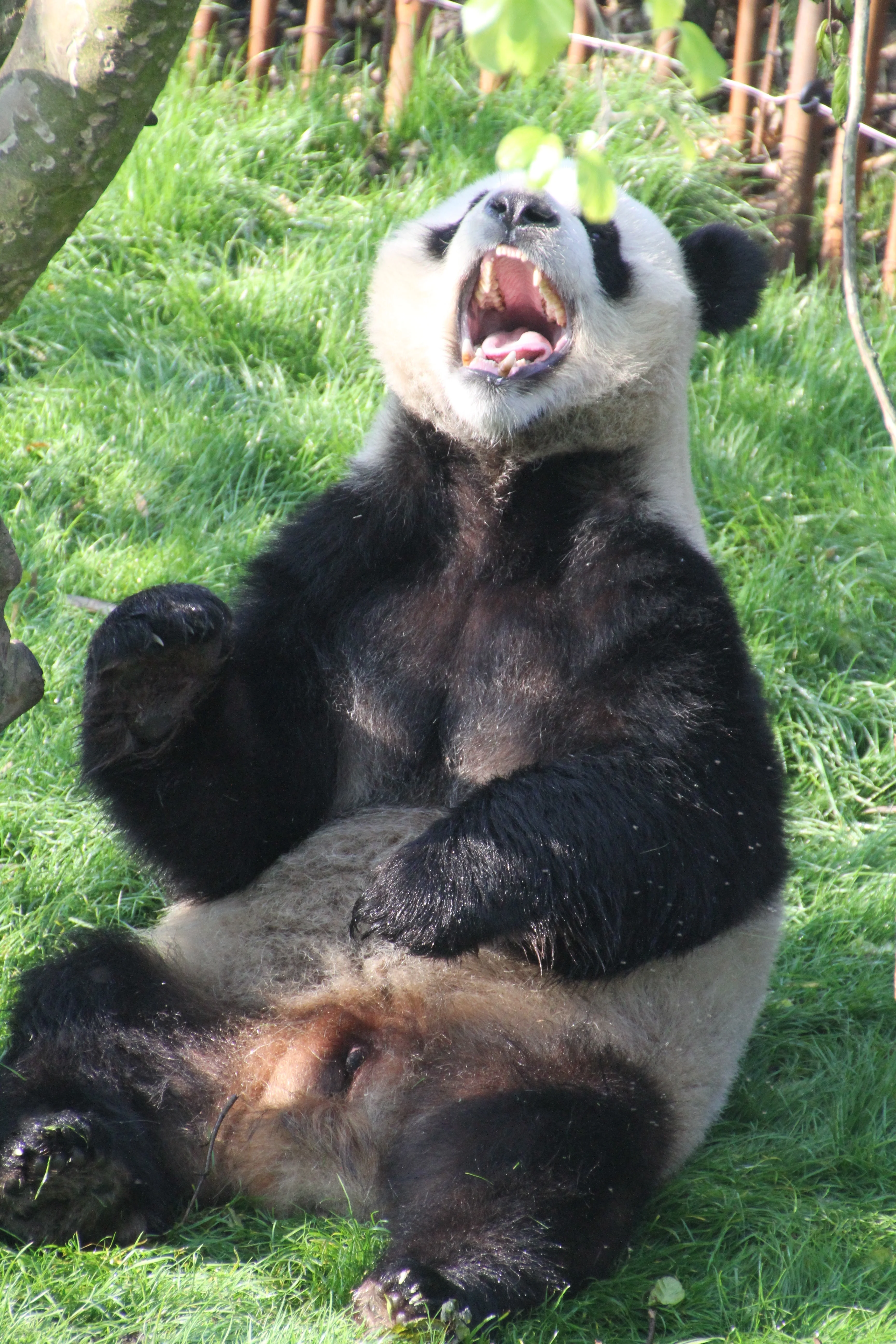 Pairi Daiza