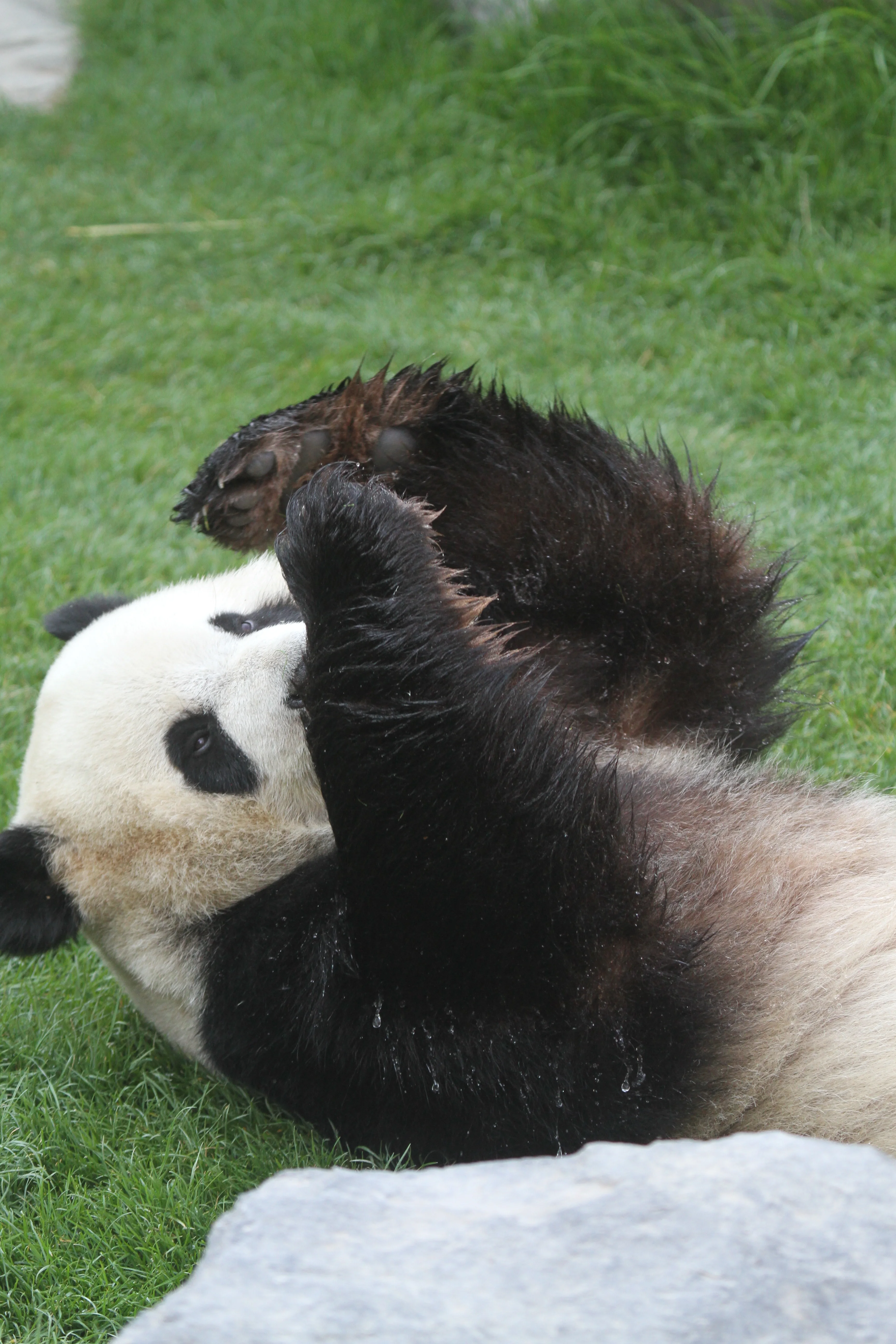 Pairi Daiza