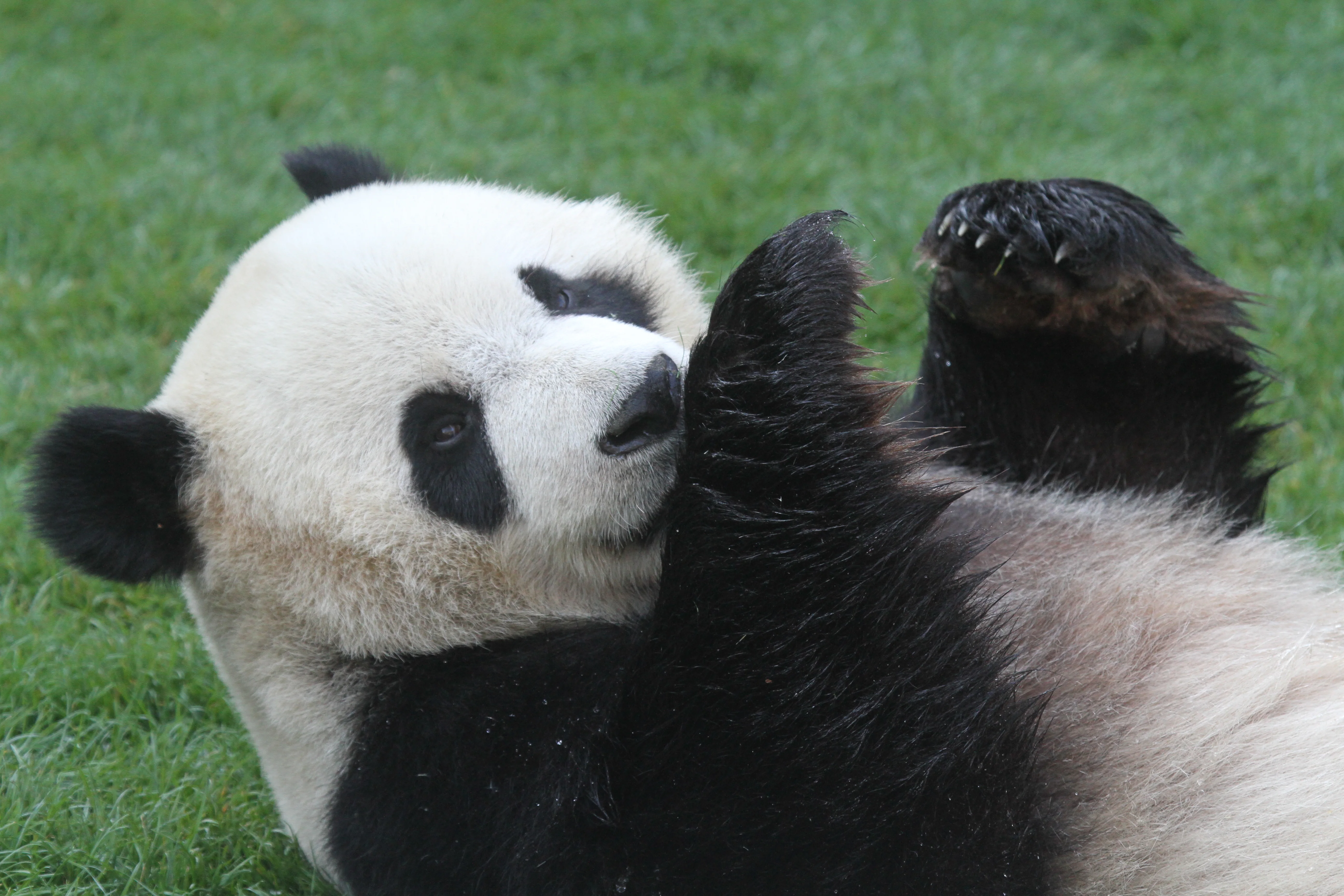 Pairi Daiza