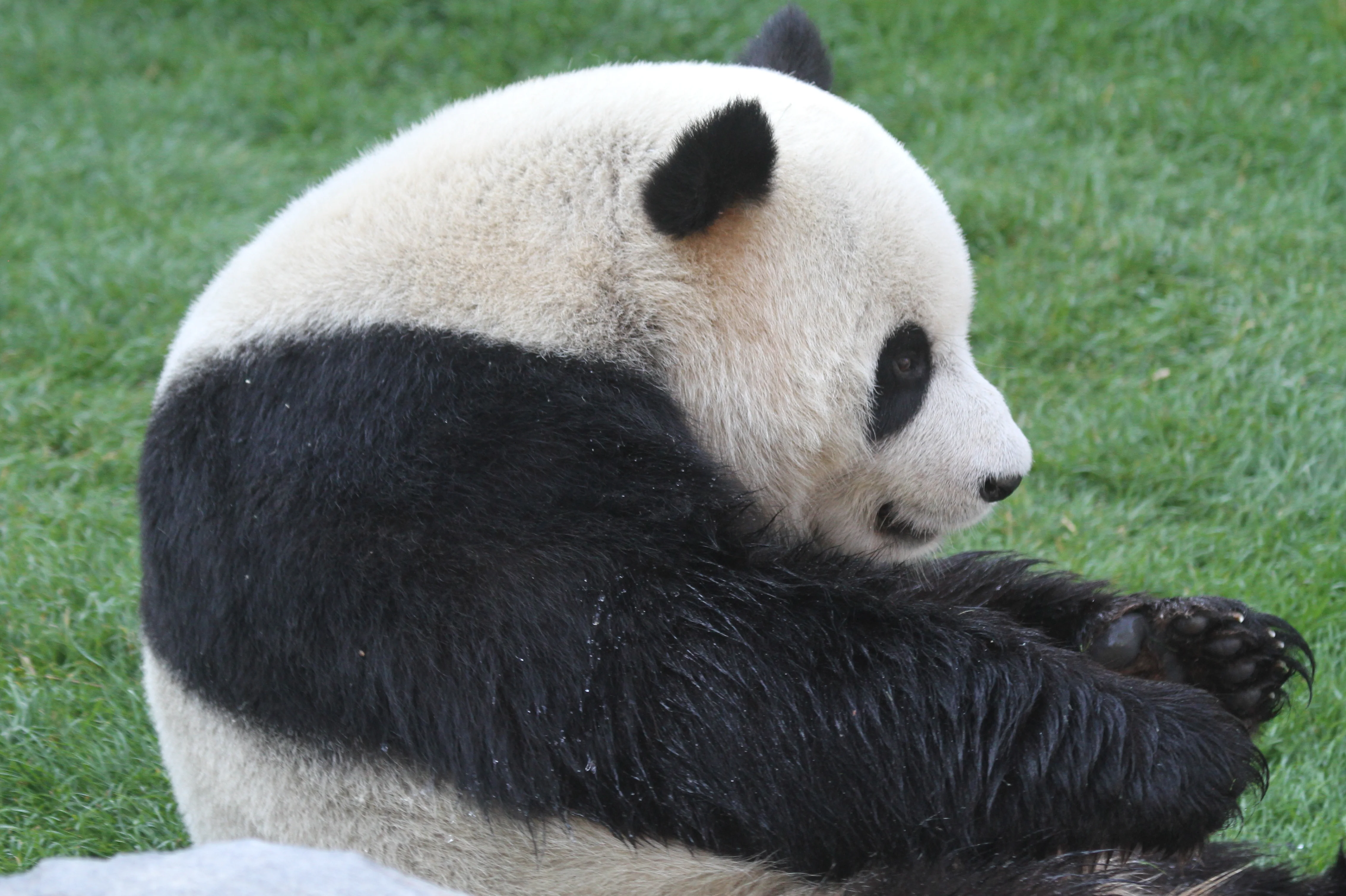Pairi Daiza