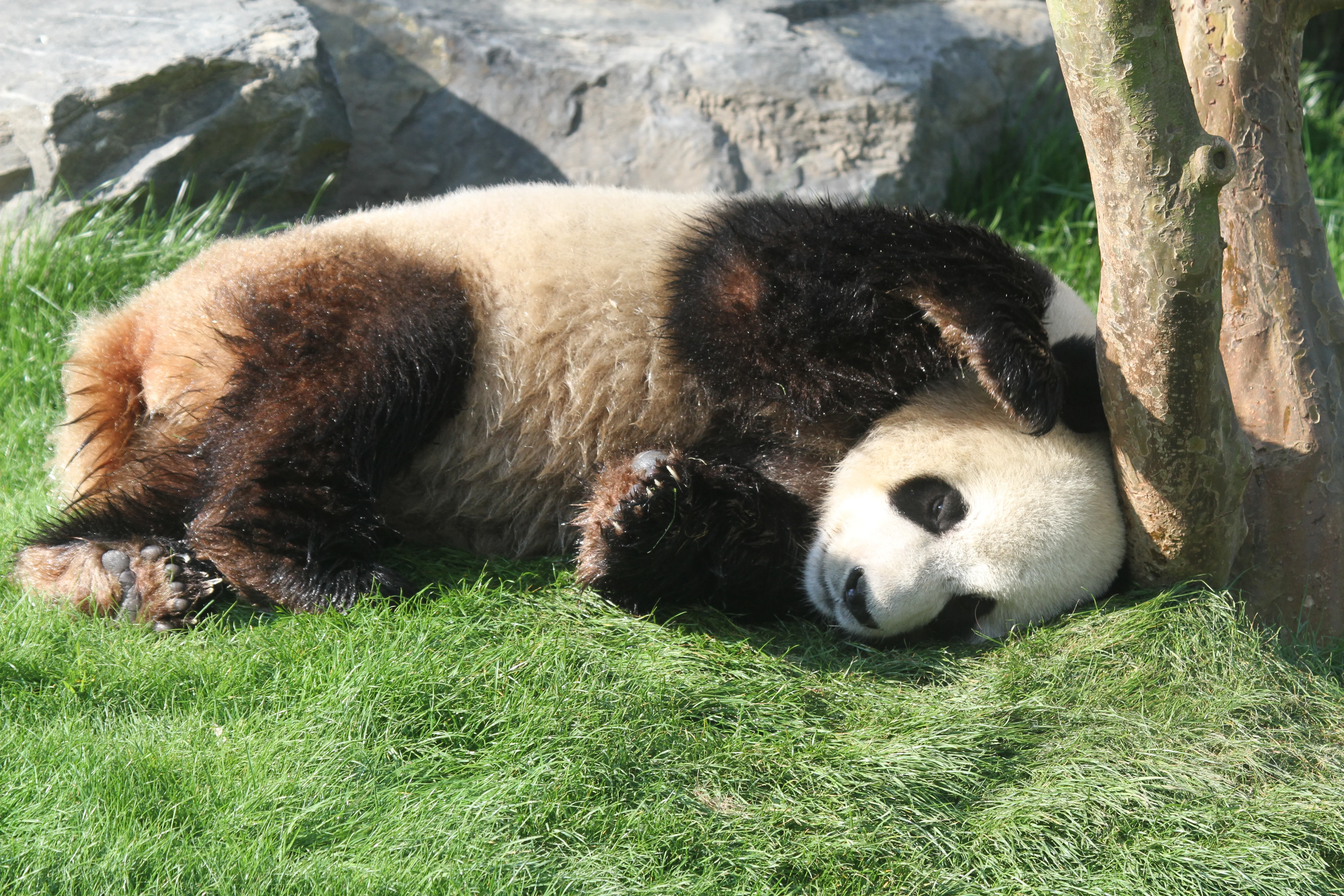 Pairi Daiza
