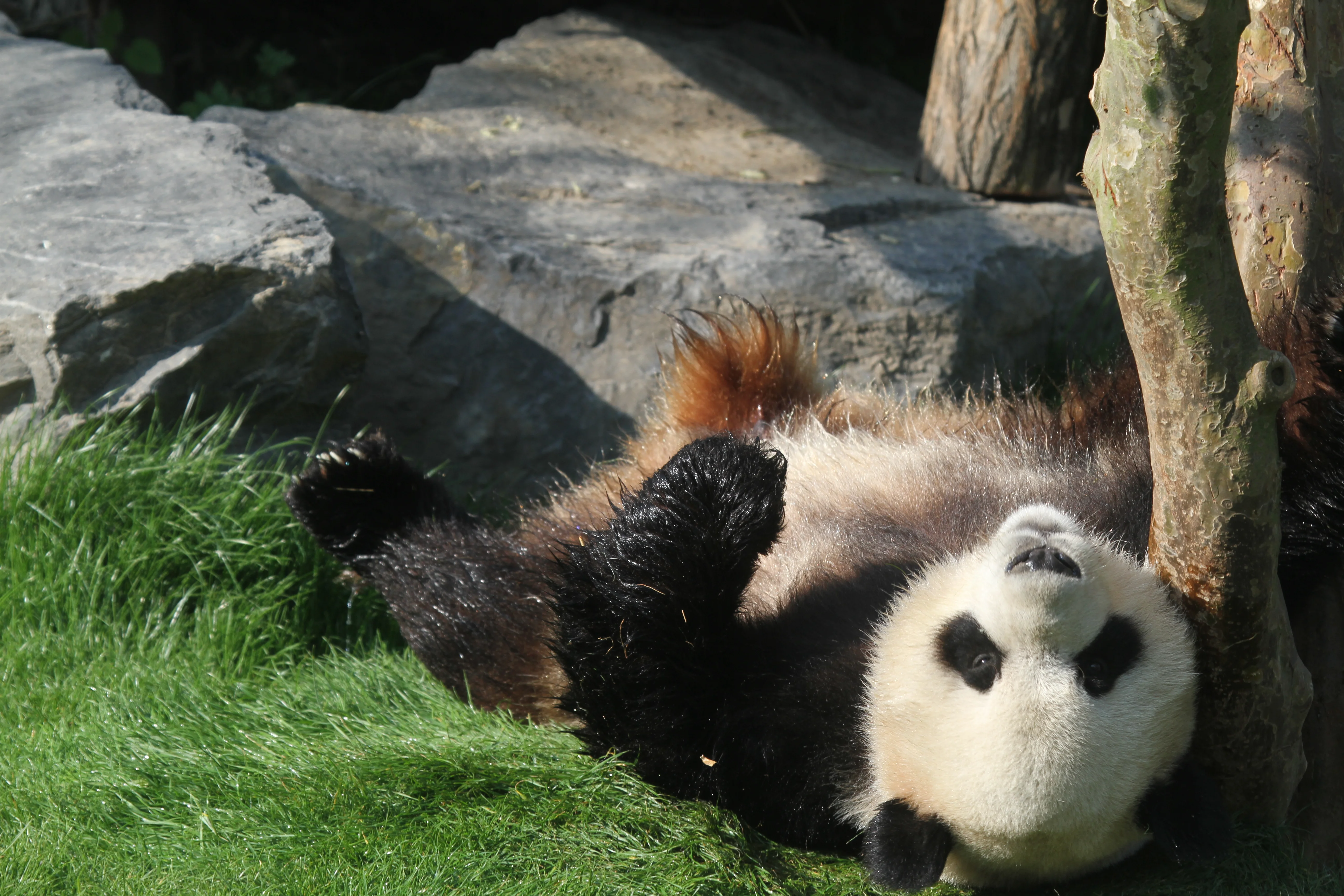 Pairi Daiza