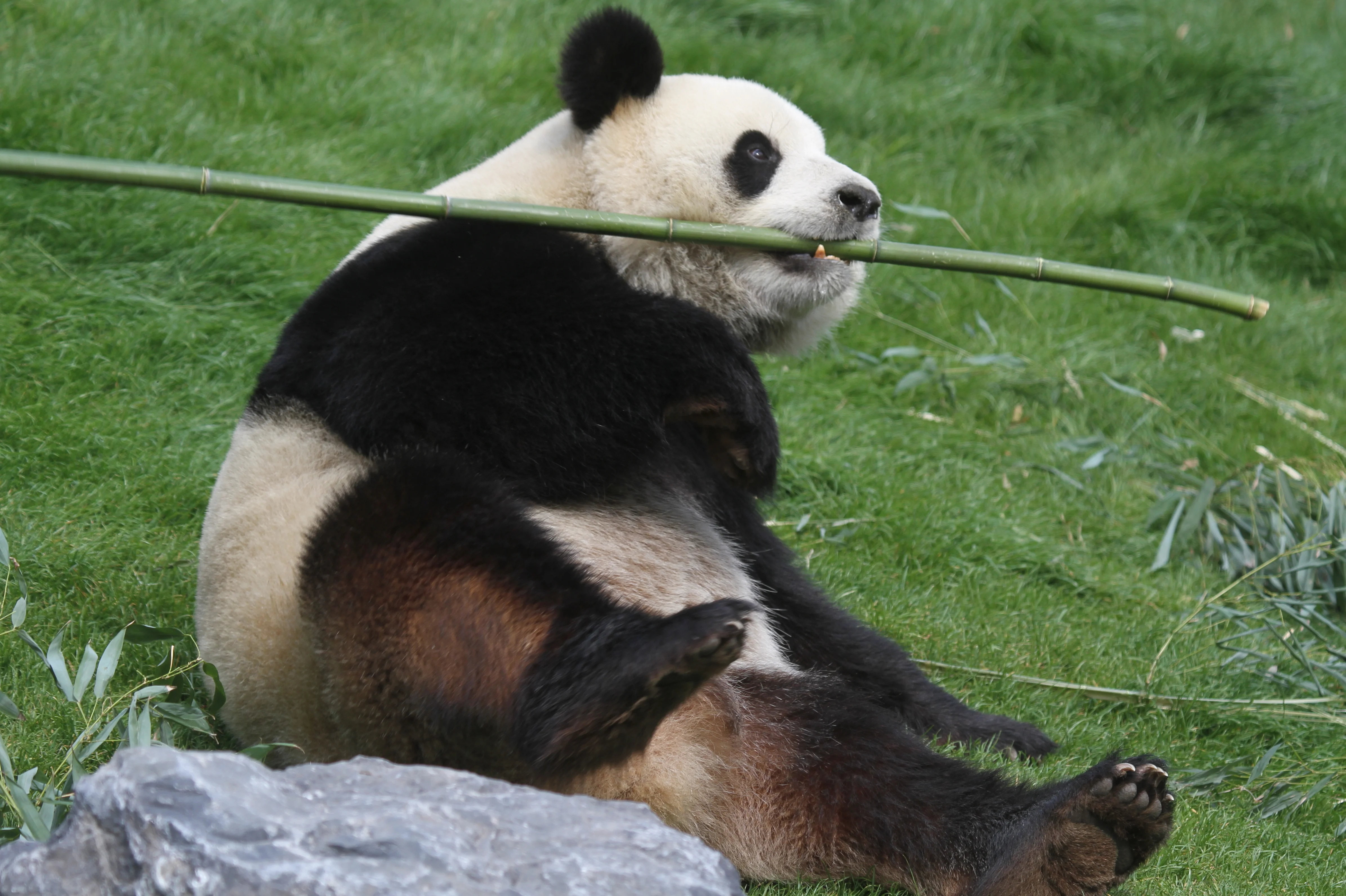 Pairi Daiza