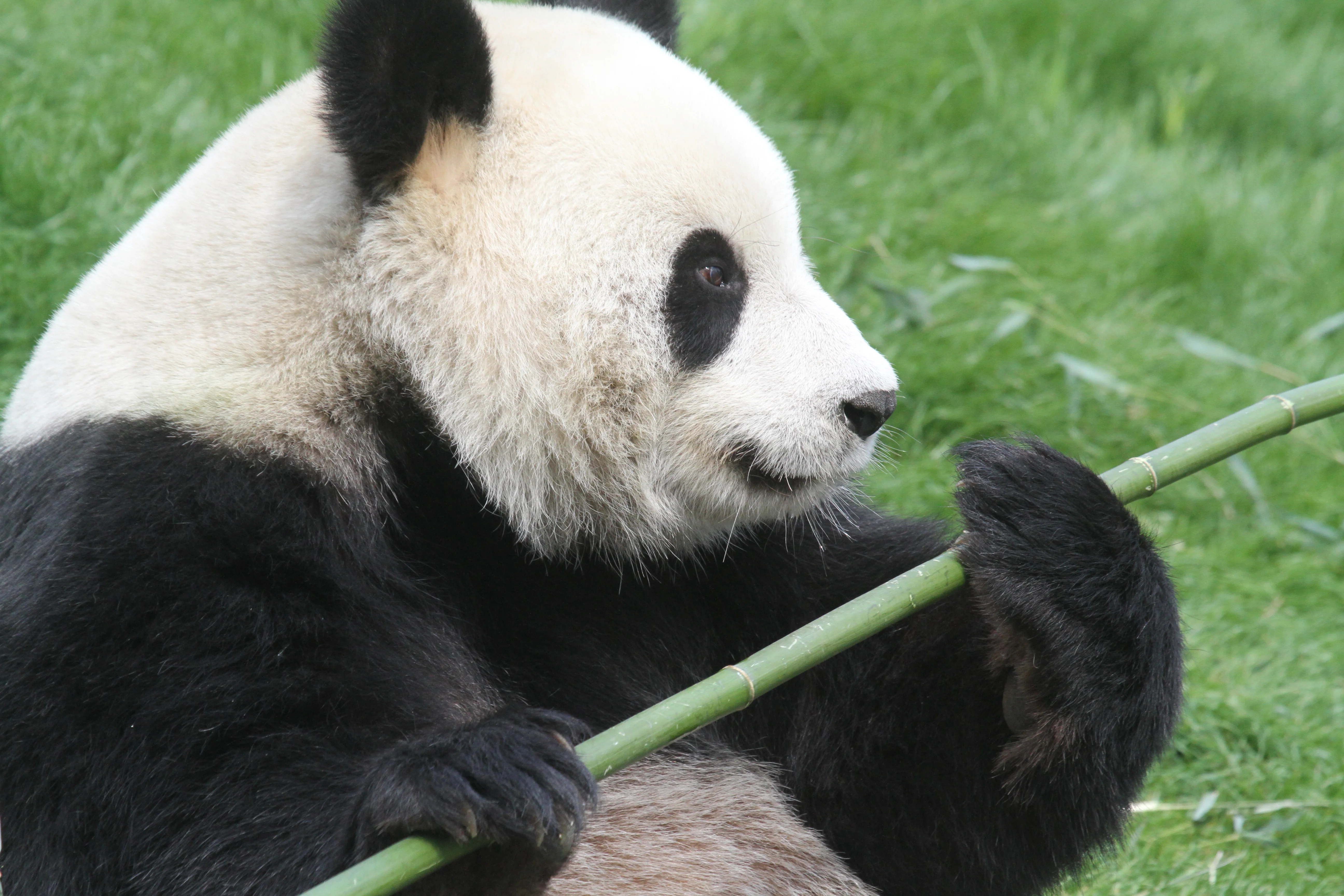 Pairi Daiza
