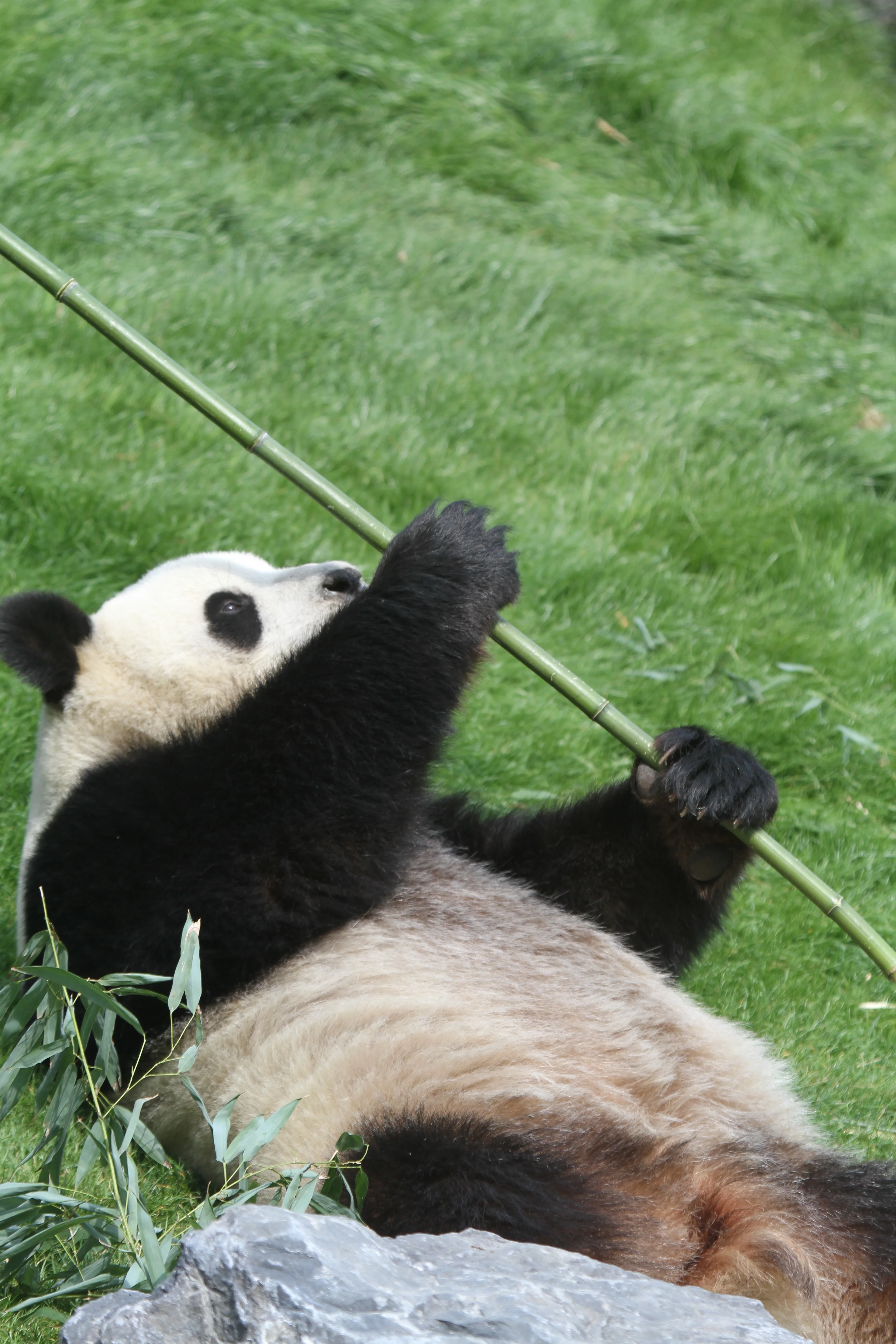Pairi Daiza
