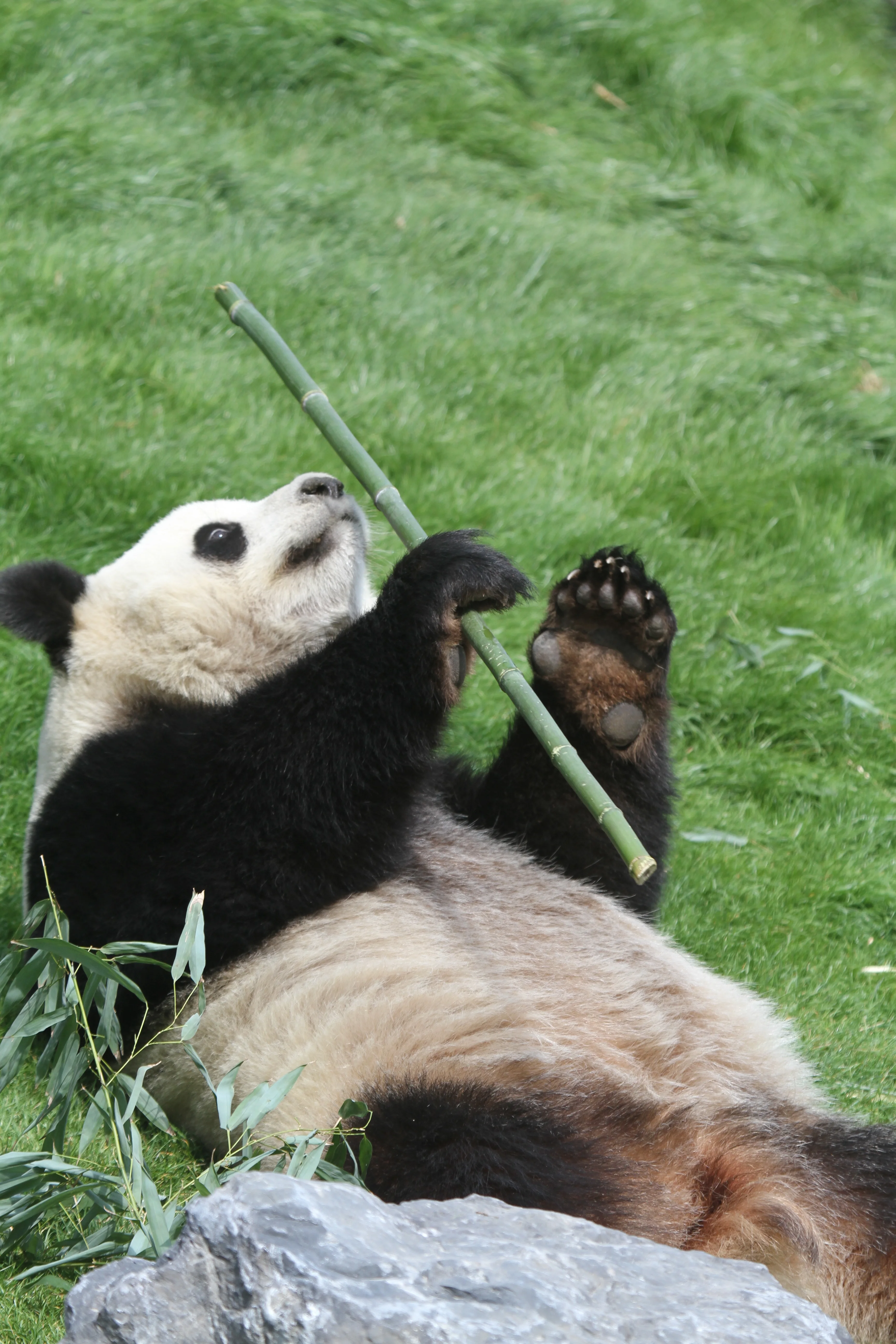 Pairi Daiza