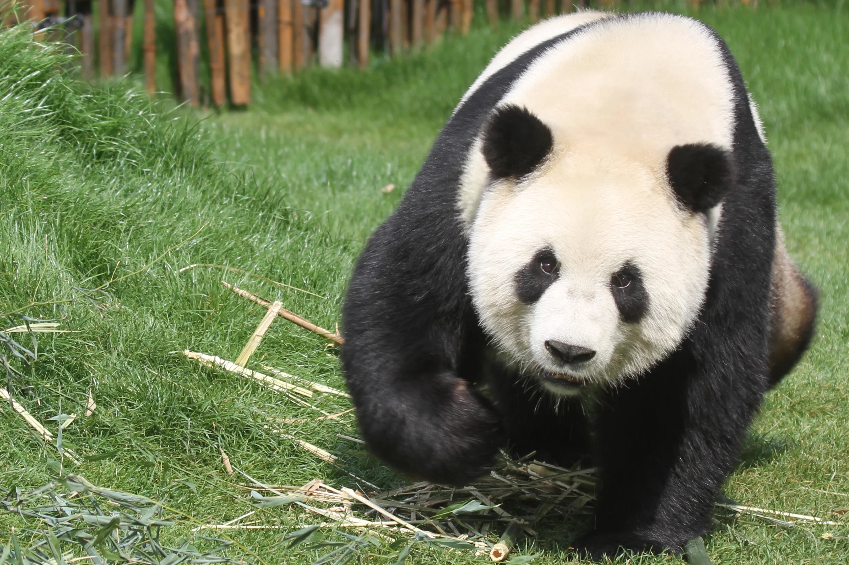 Pairi Daiza