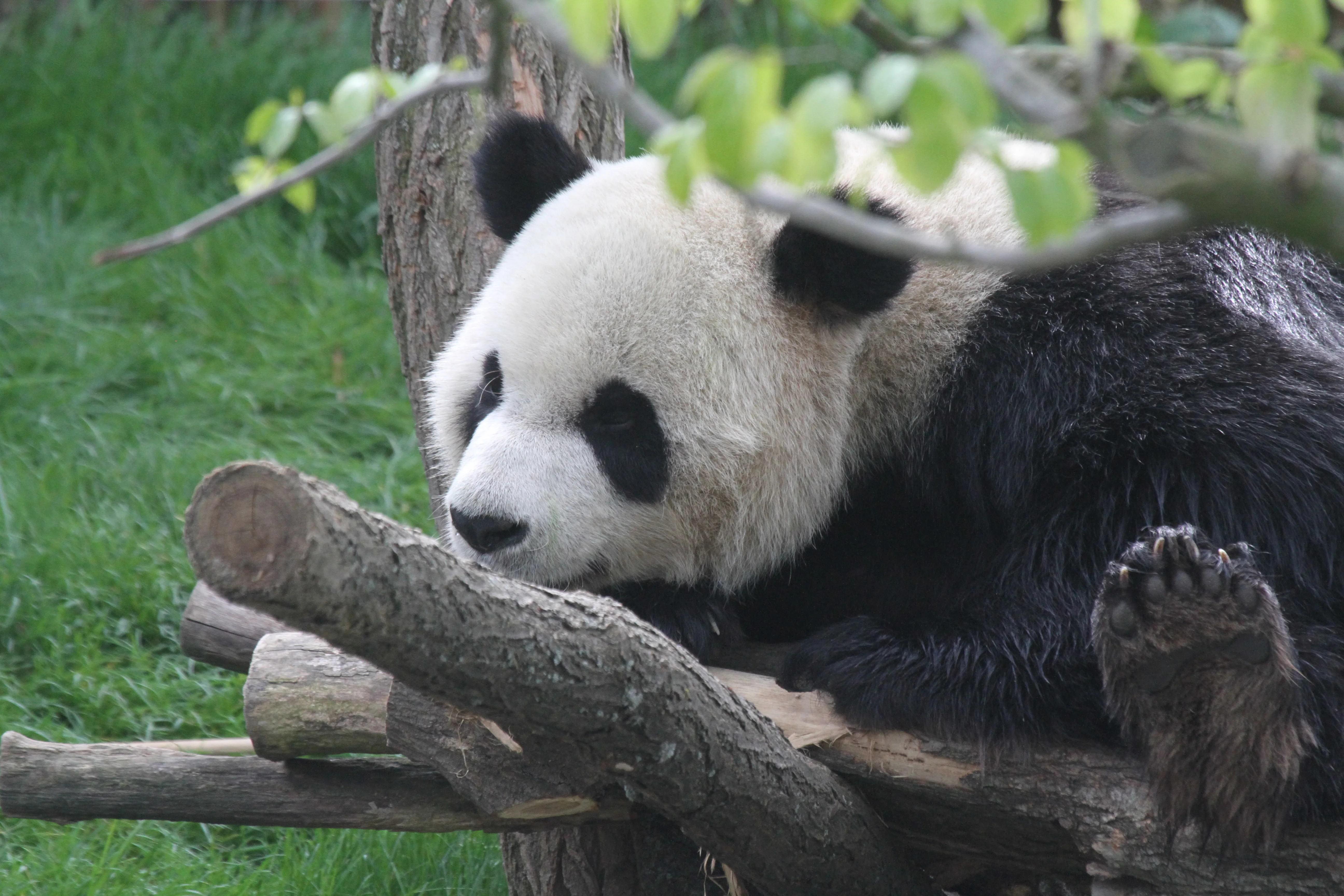 Pairi Daiza
