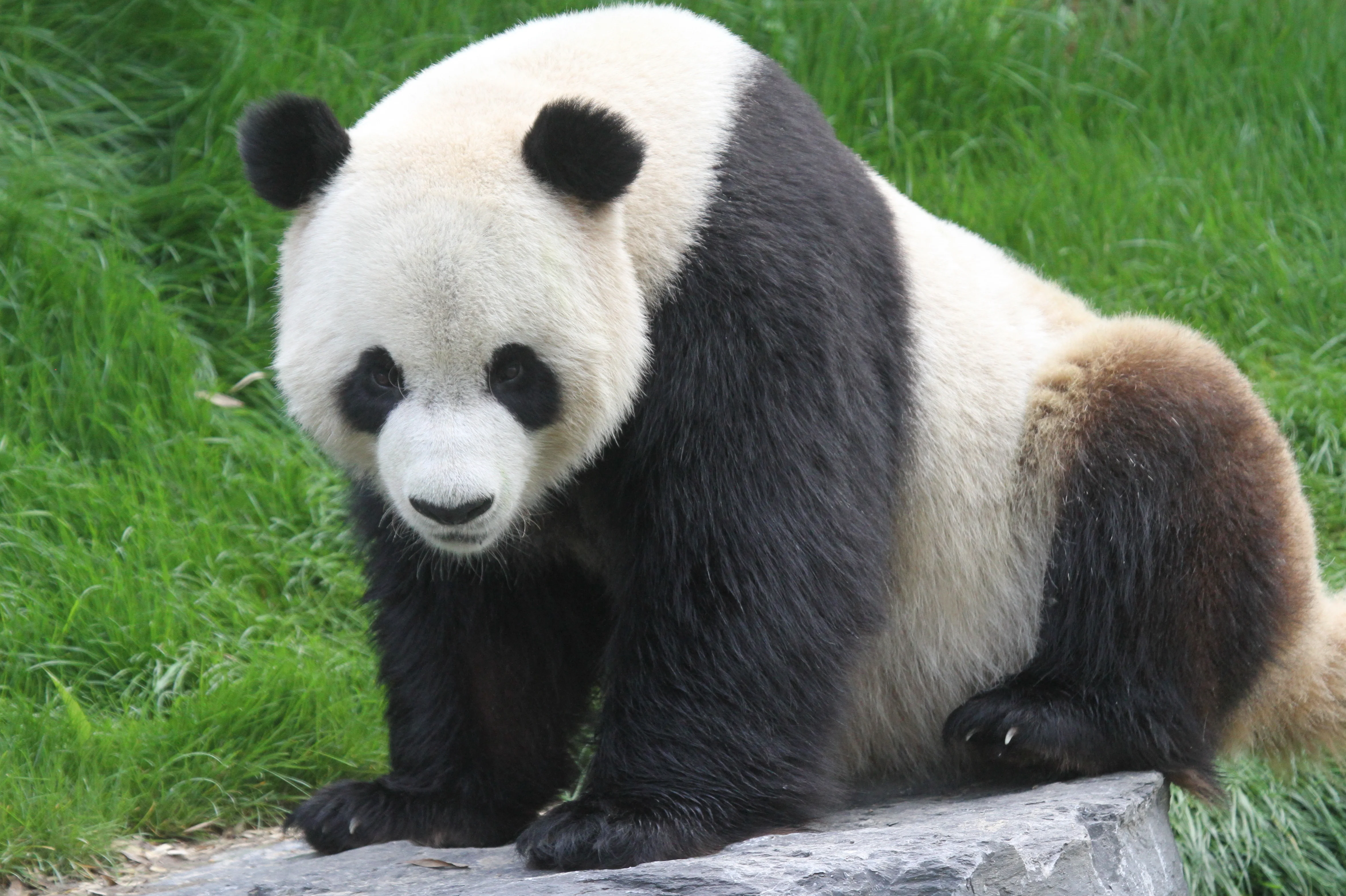 Pairi Daiza