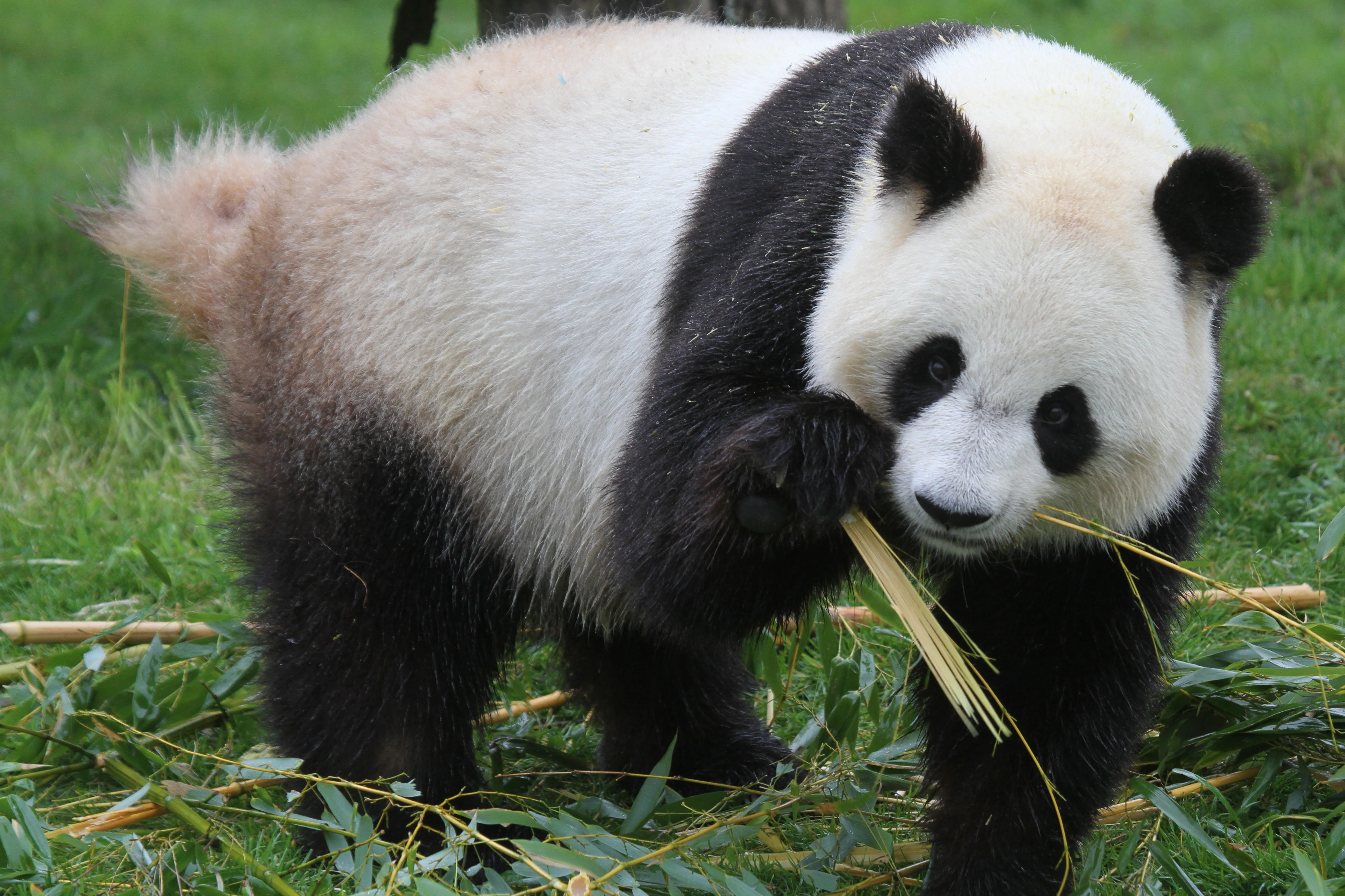 ZooParc de Beauval