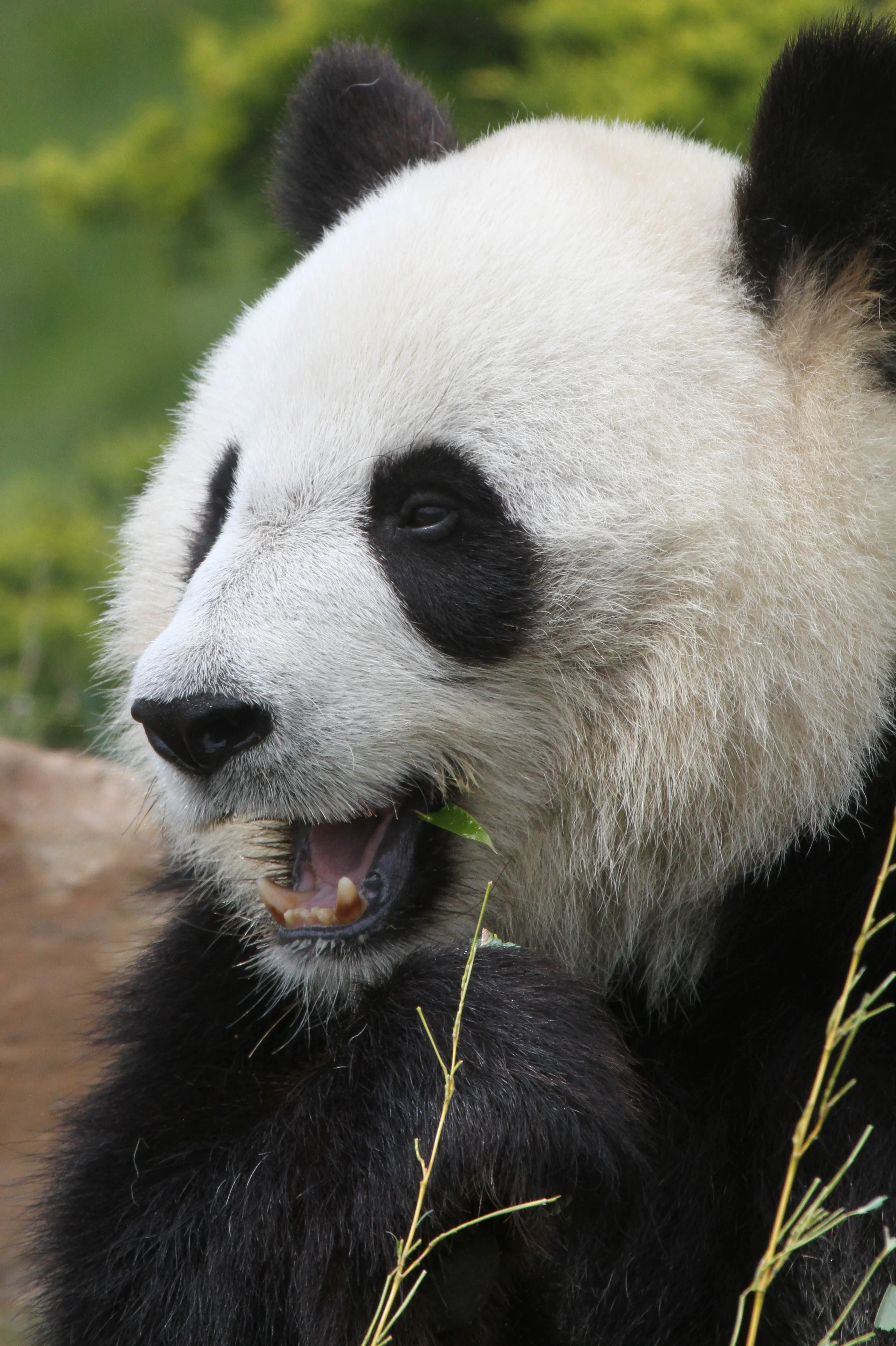 ZooParc de Beauval