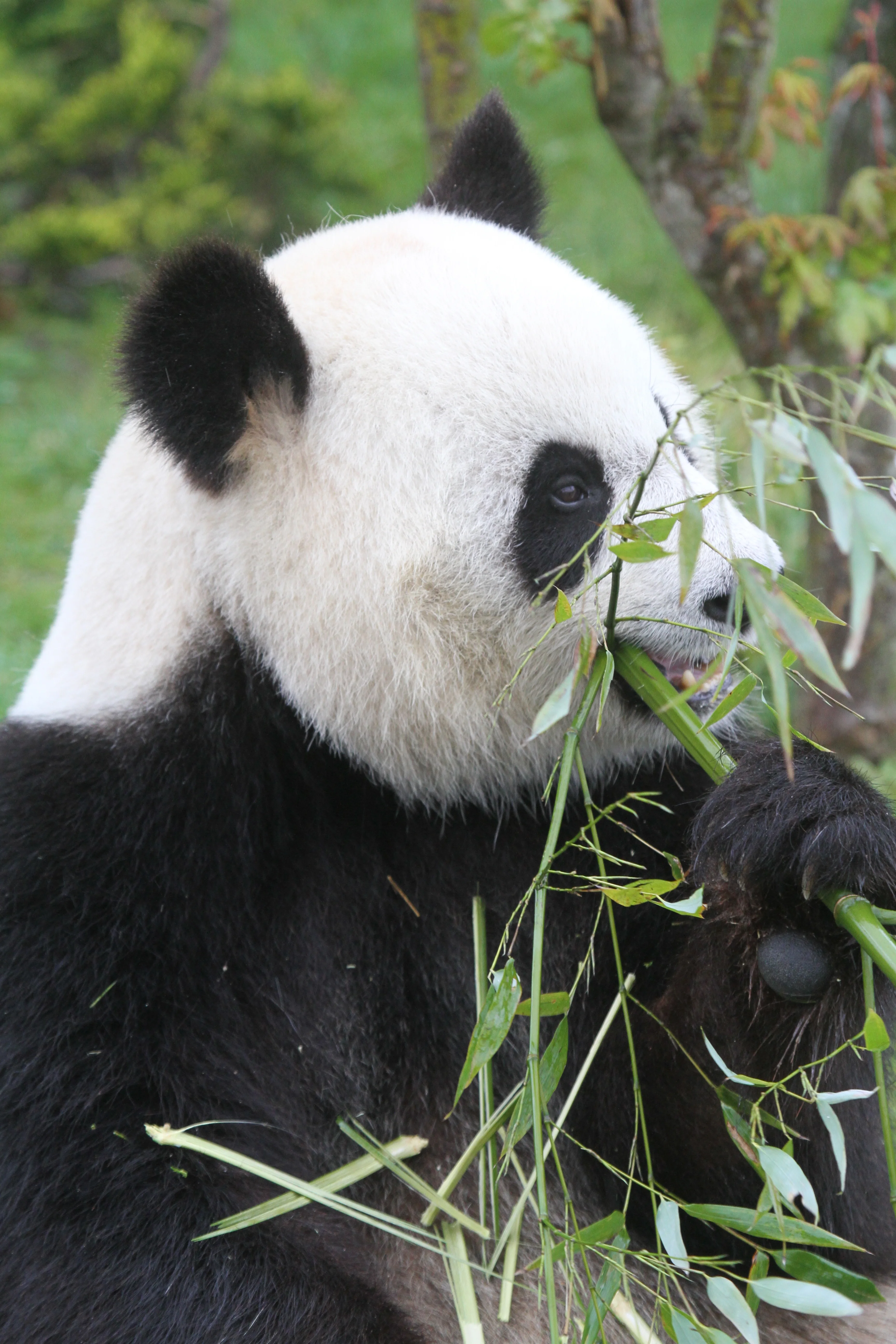 ZooParc de Beauval