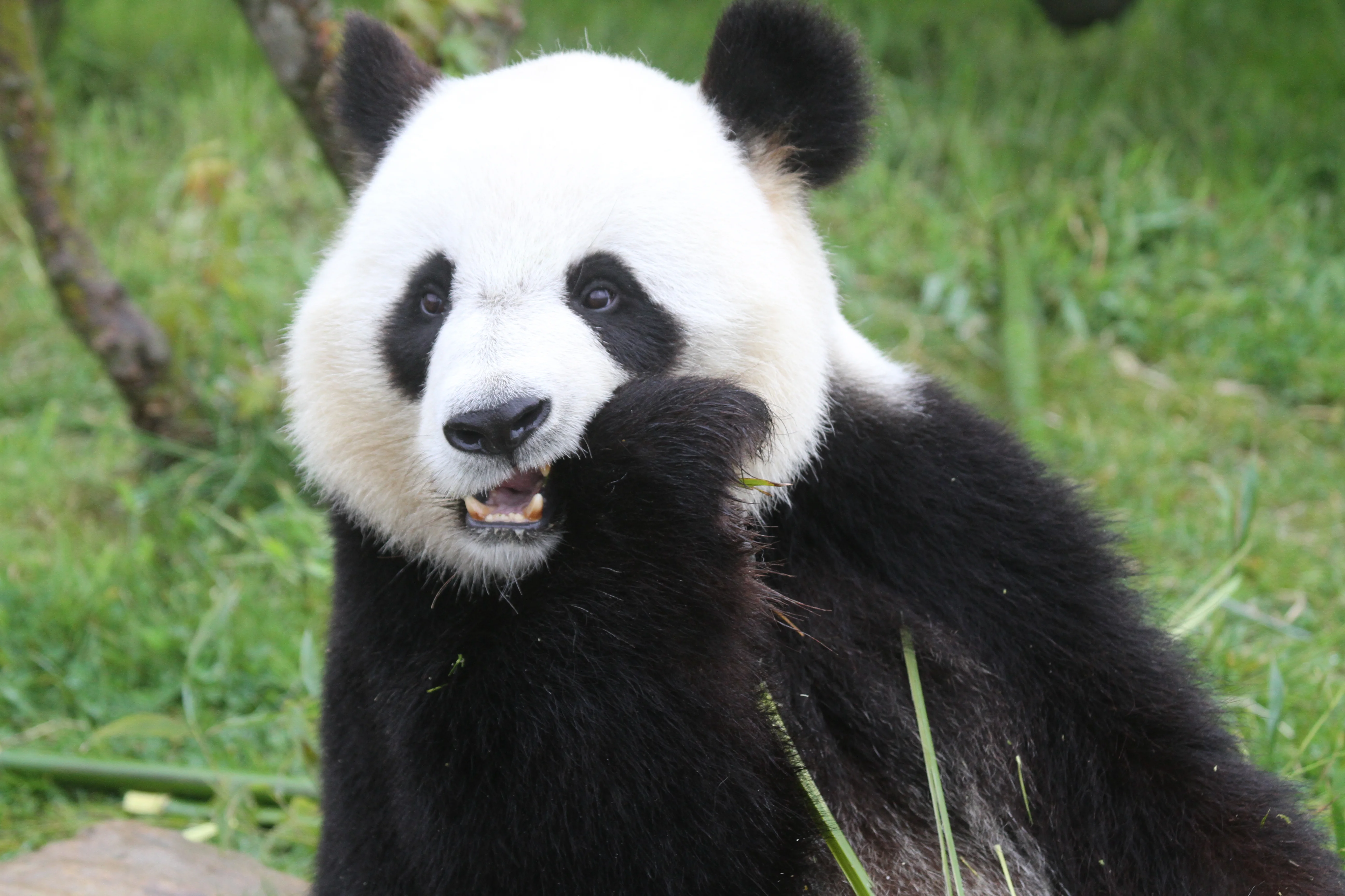 ZooParc de Beauval