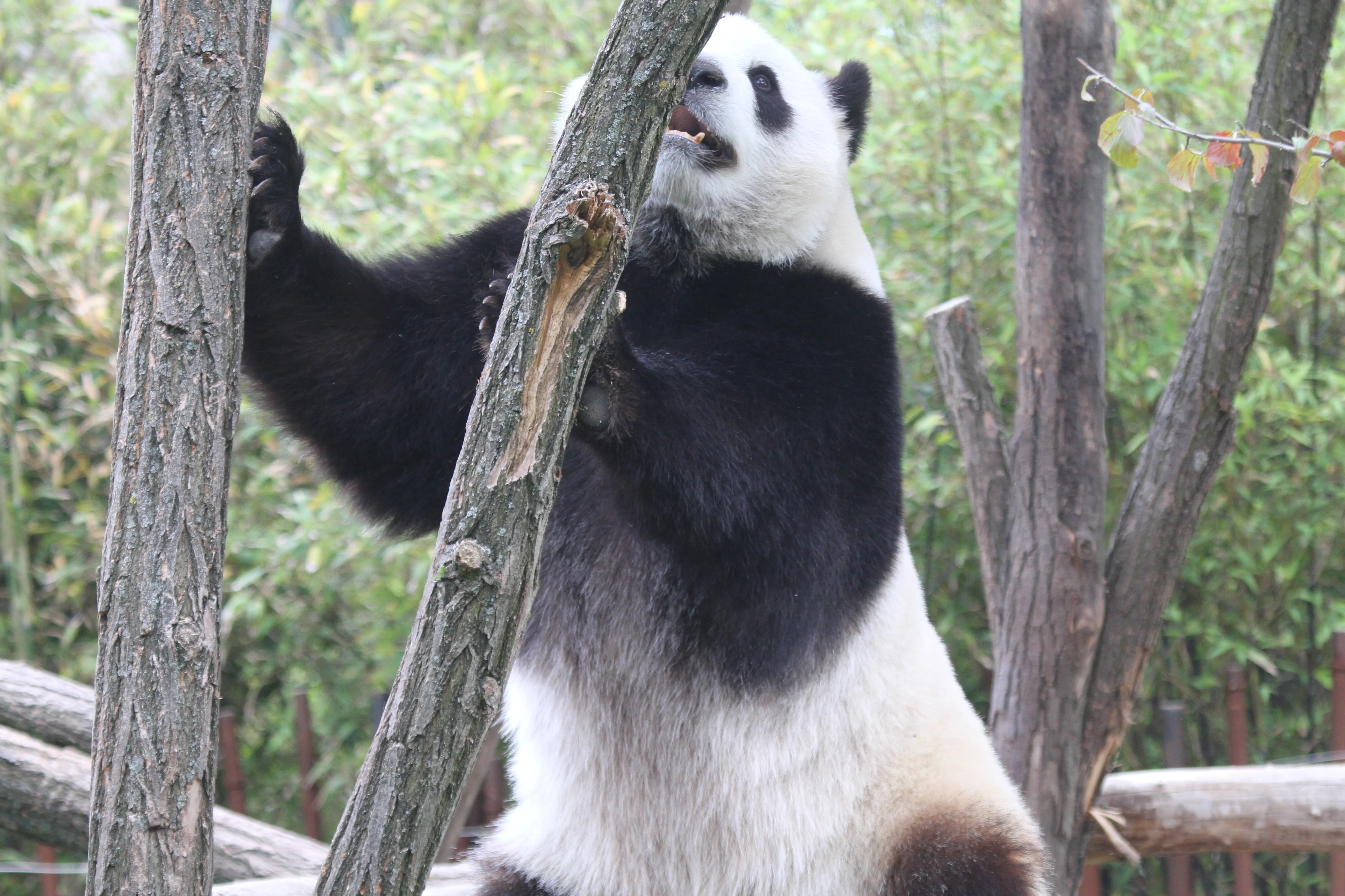 Pairi Daiza