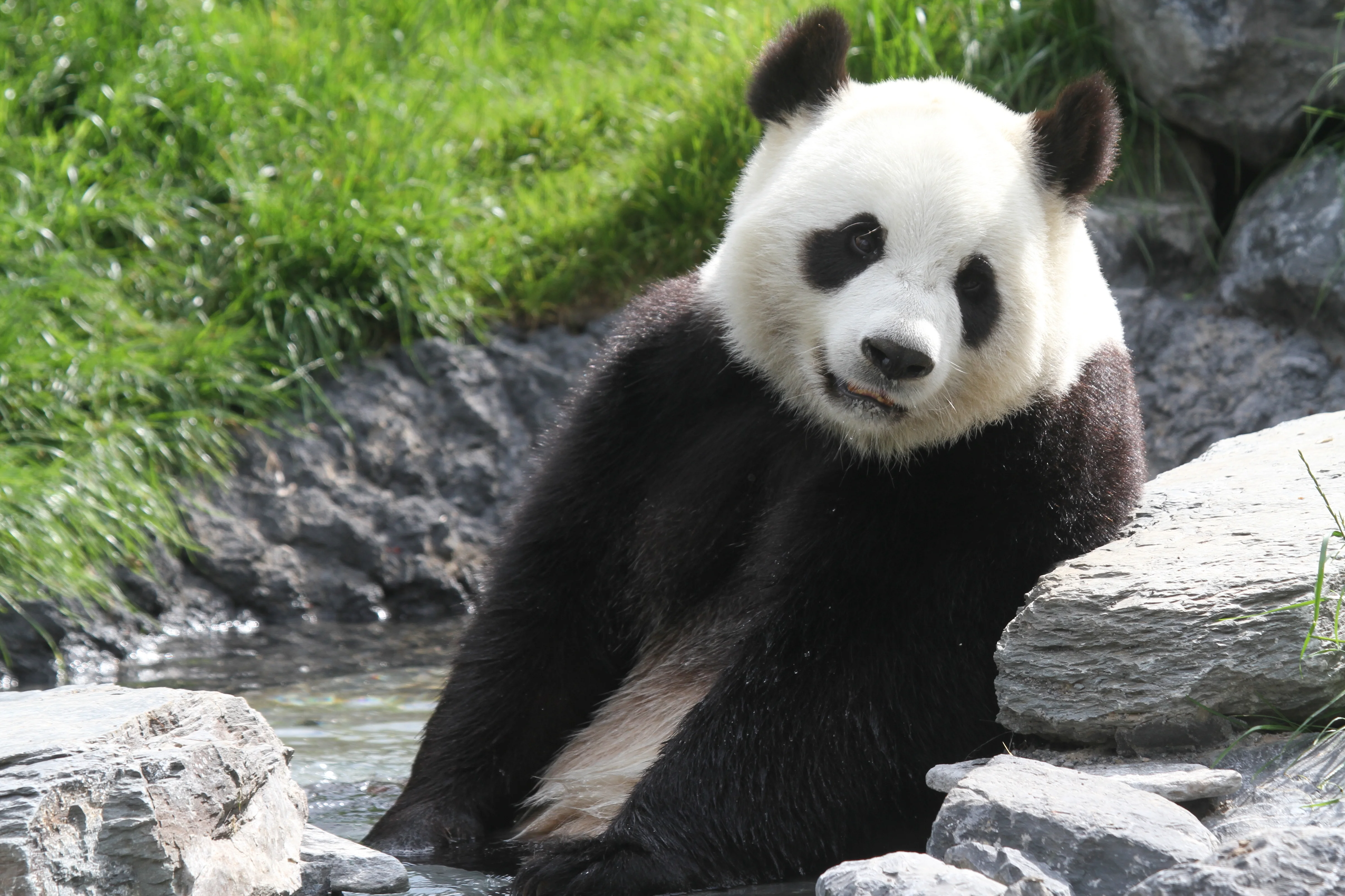 Pairi Daiza