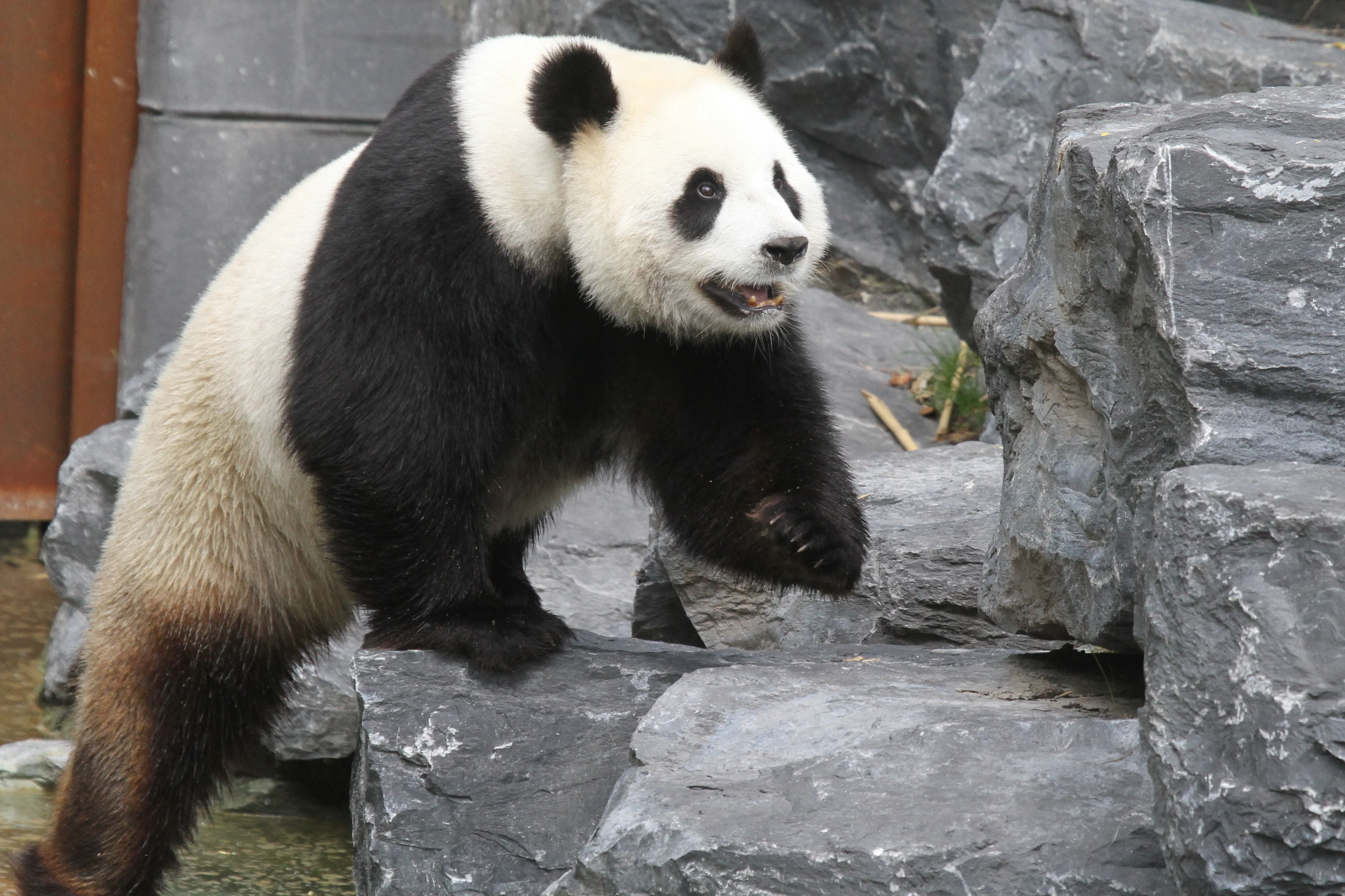 Pairi Daiza