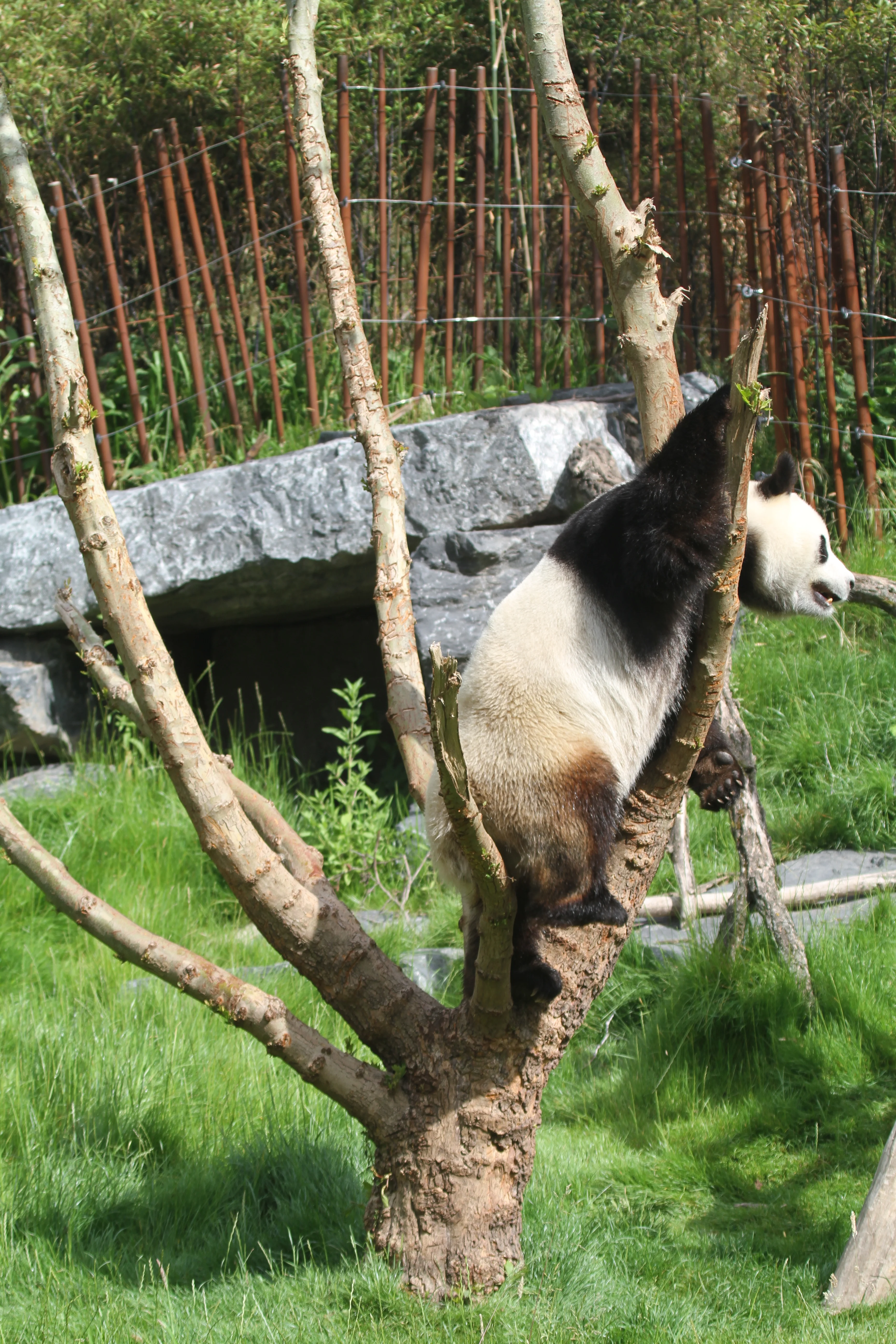 Pairi Daiza