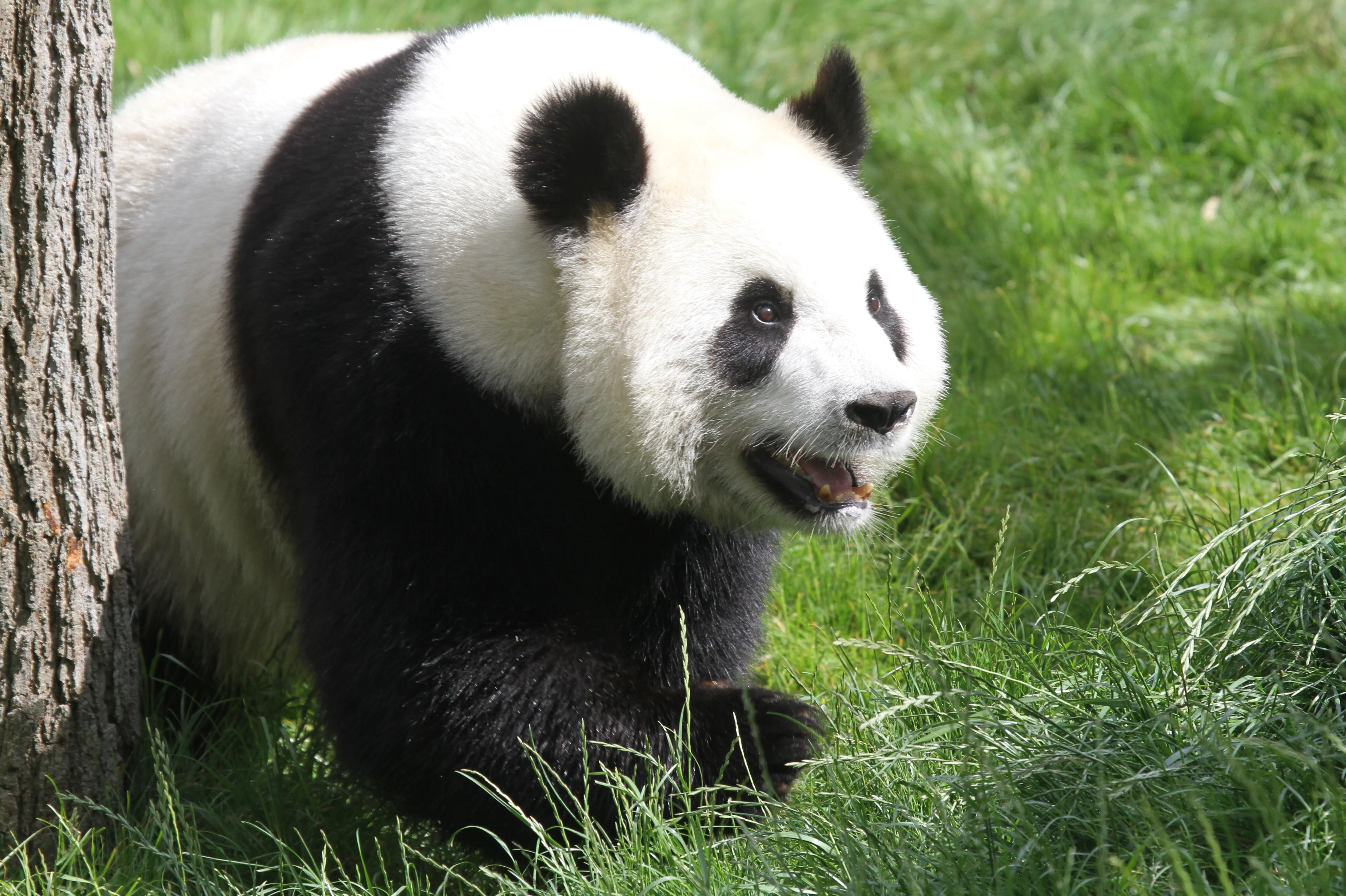Pairi Daiza