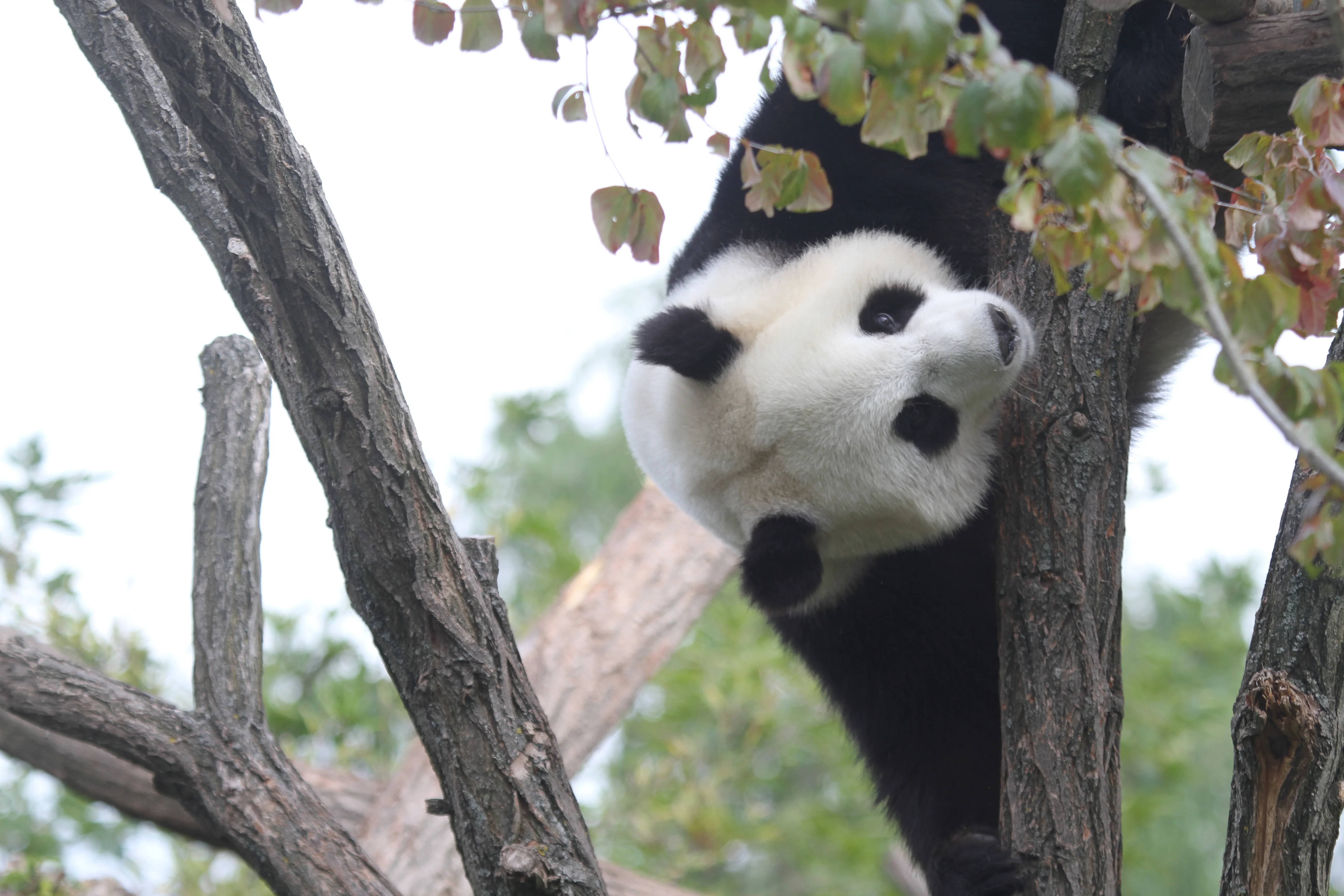 Pairi Daiza