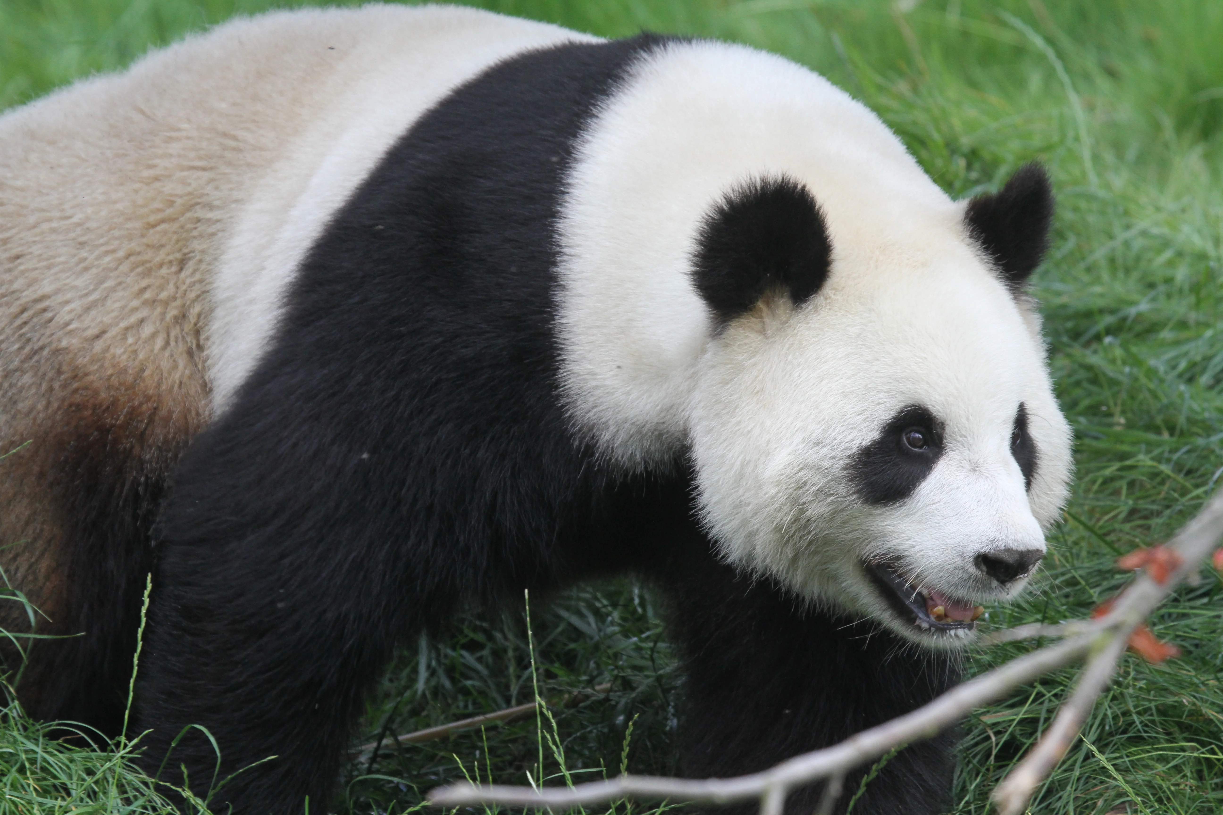 Pairi Daiza