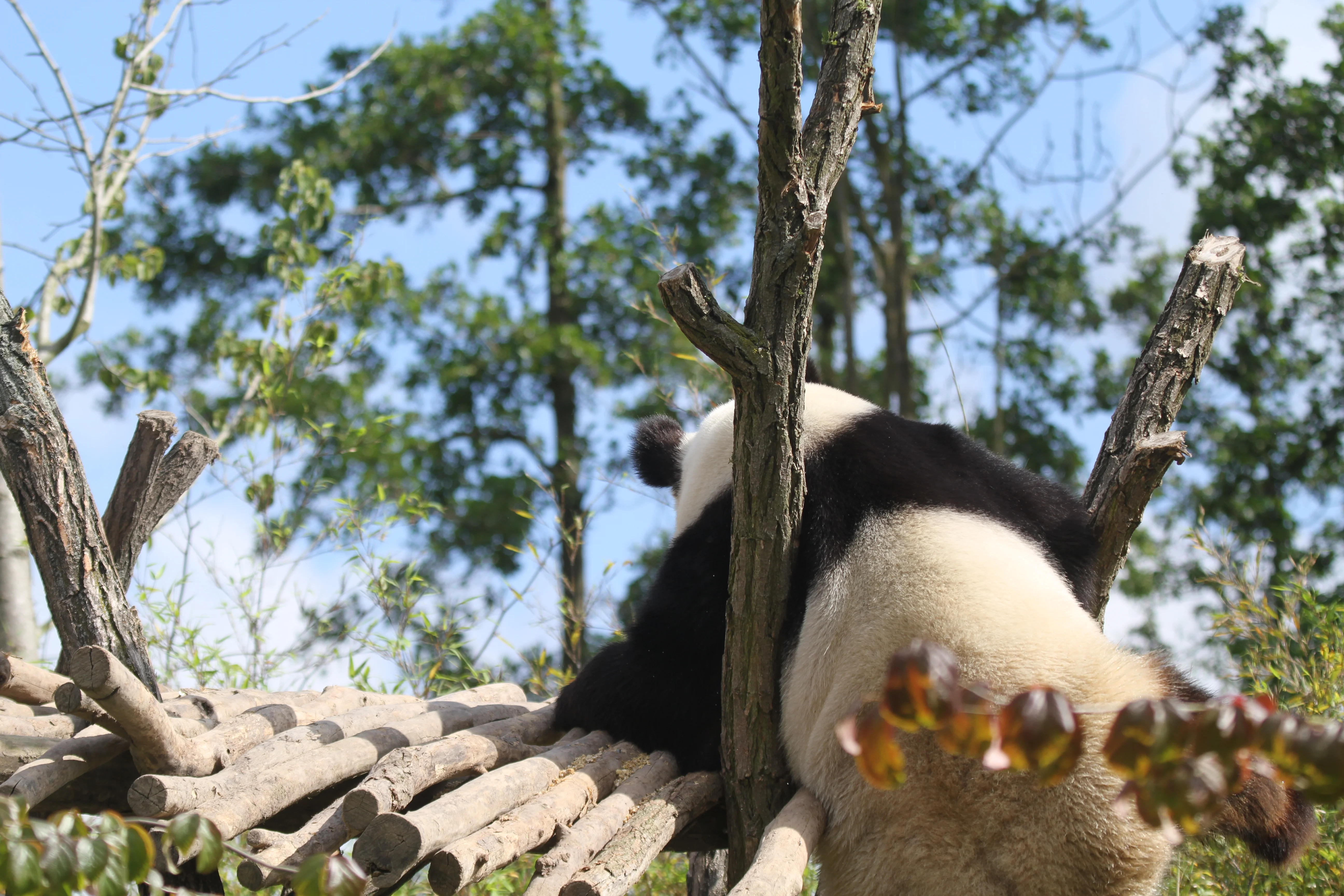 Pairi Daiza
