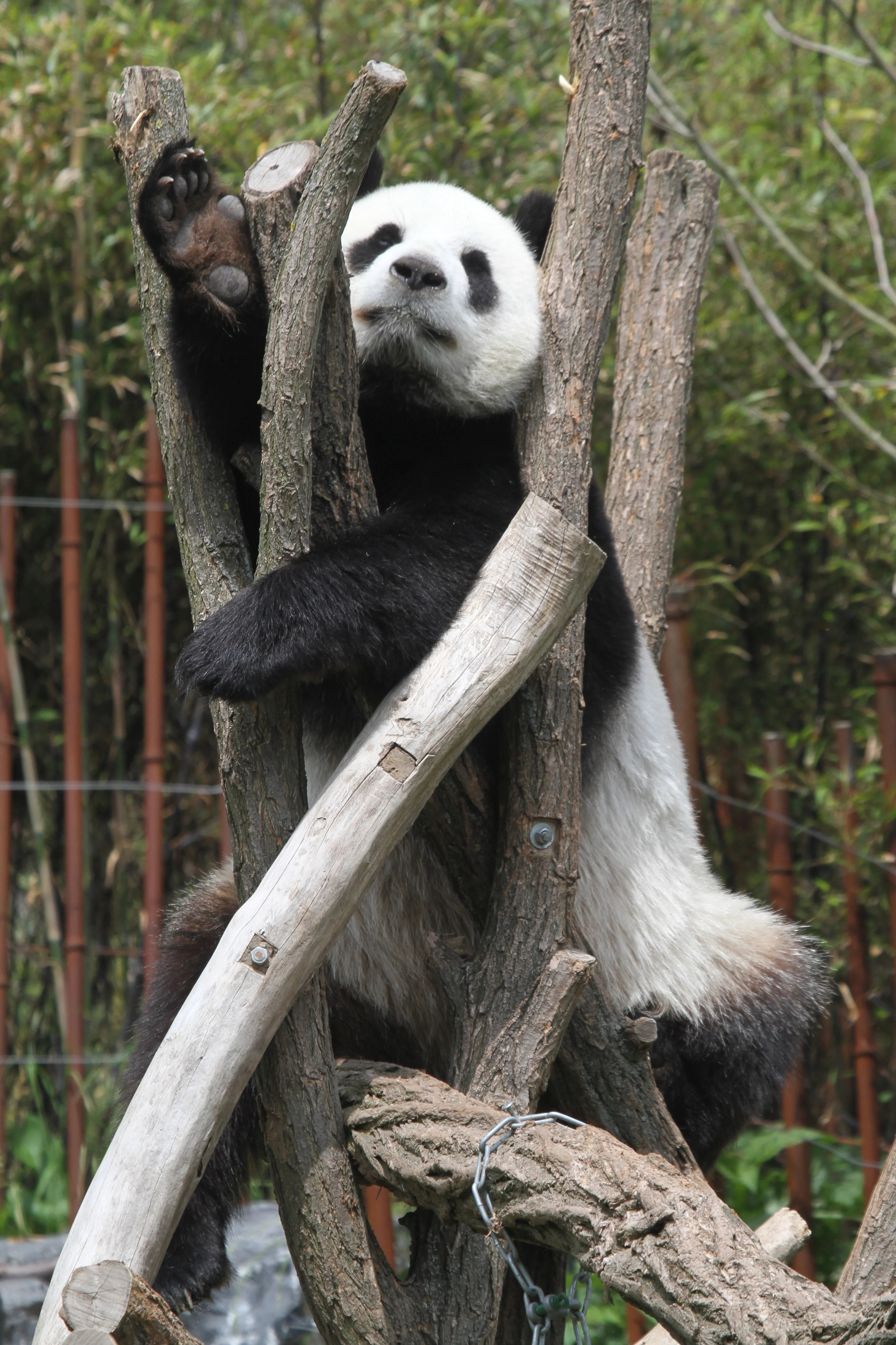Pairi Daiza
