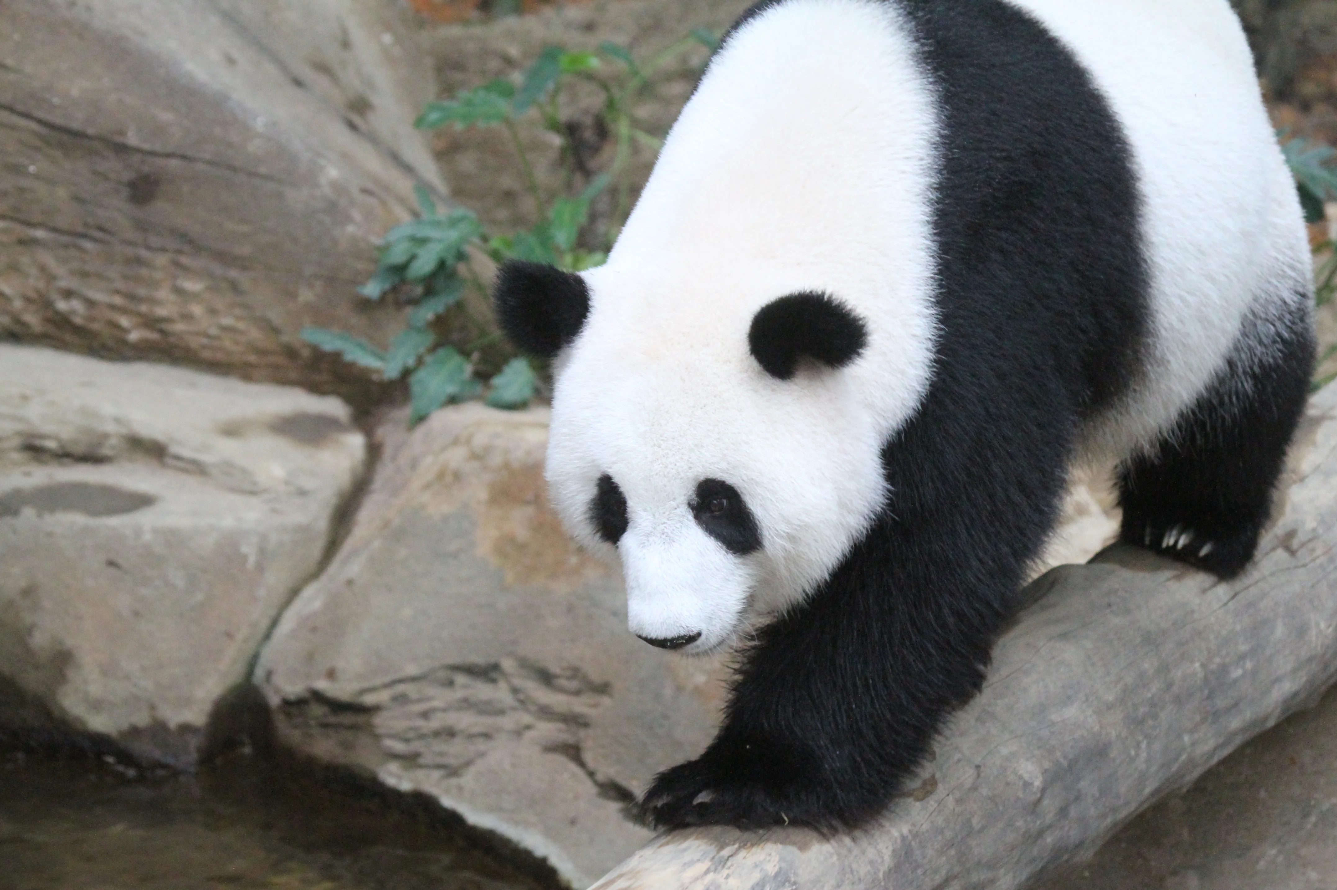 Zoo Negara Malaysia