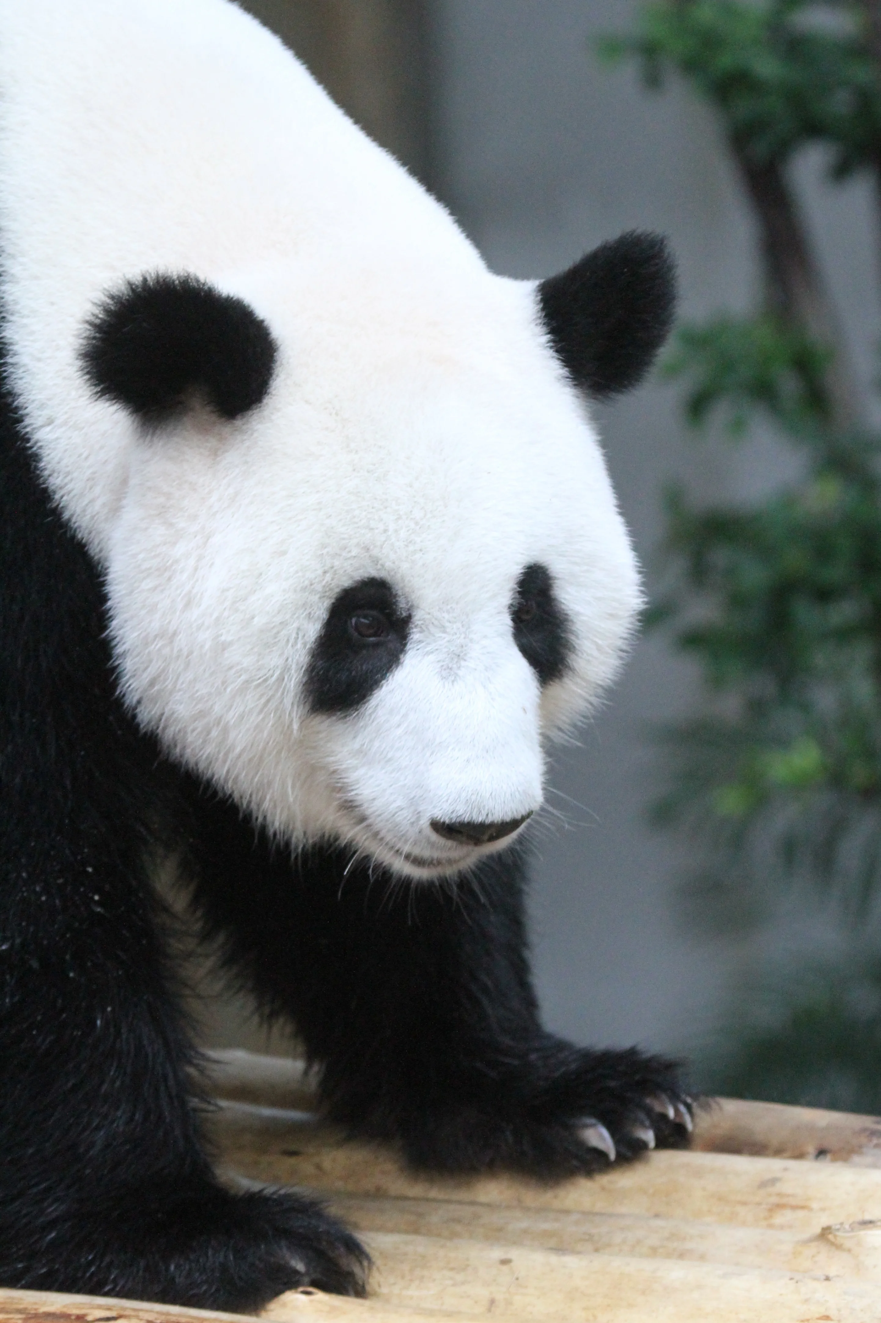 Zoo Negara Malaysia