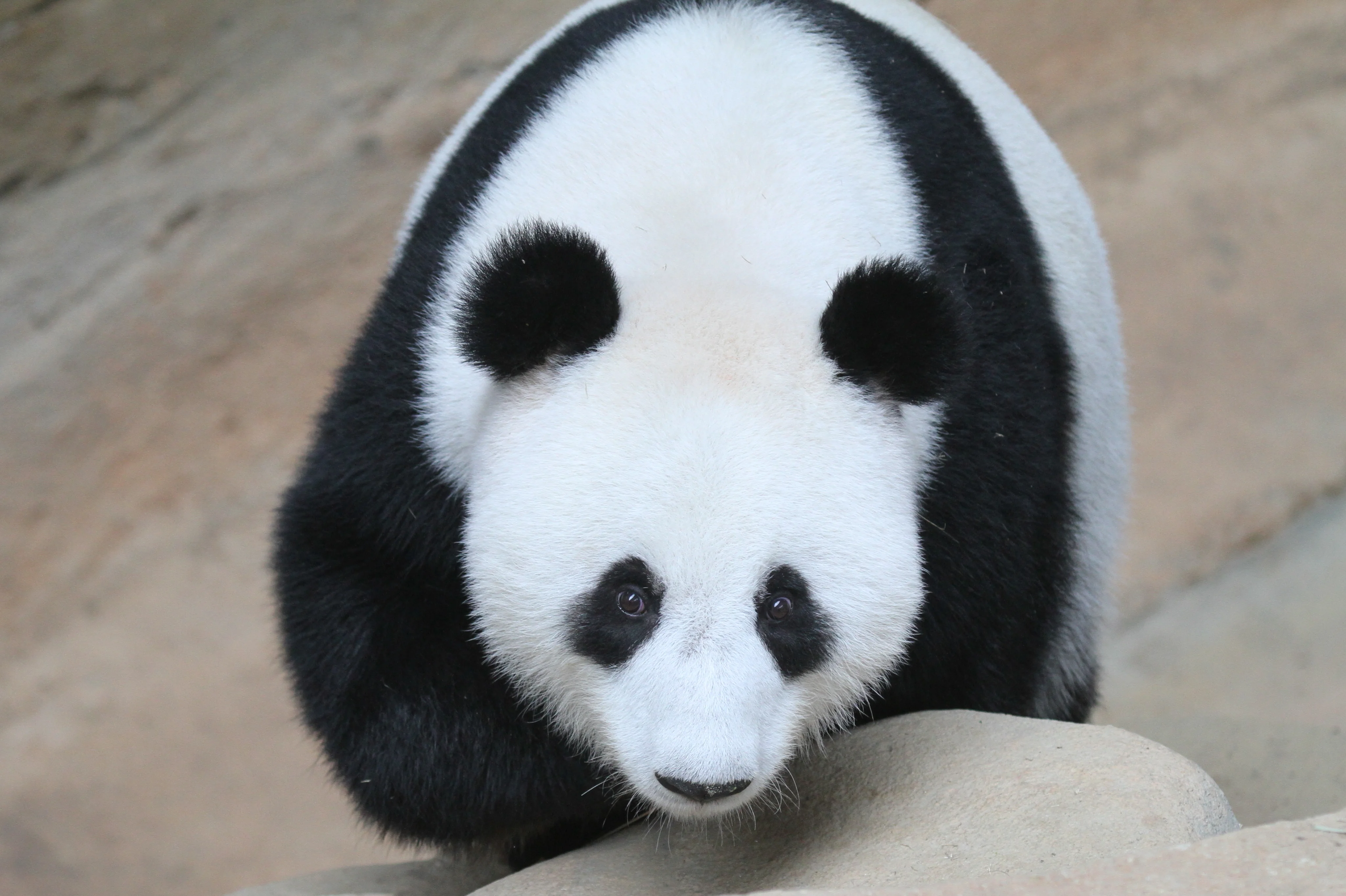 Zoo Negara Malaysia