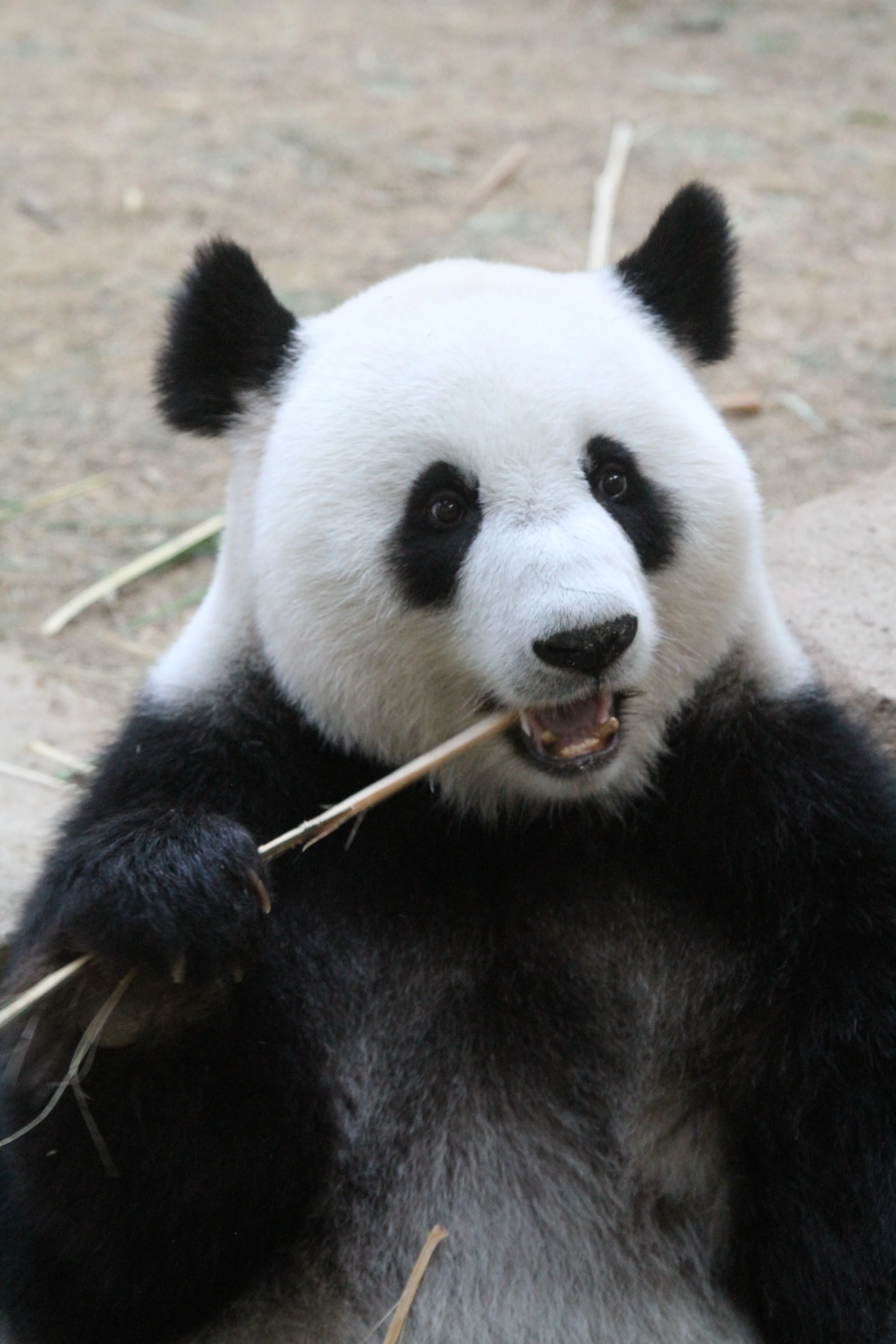 Zoo Negara Malaysia
