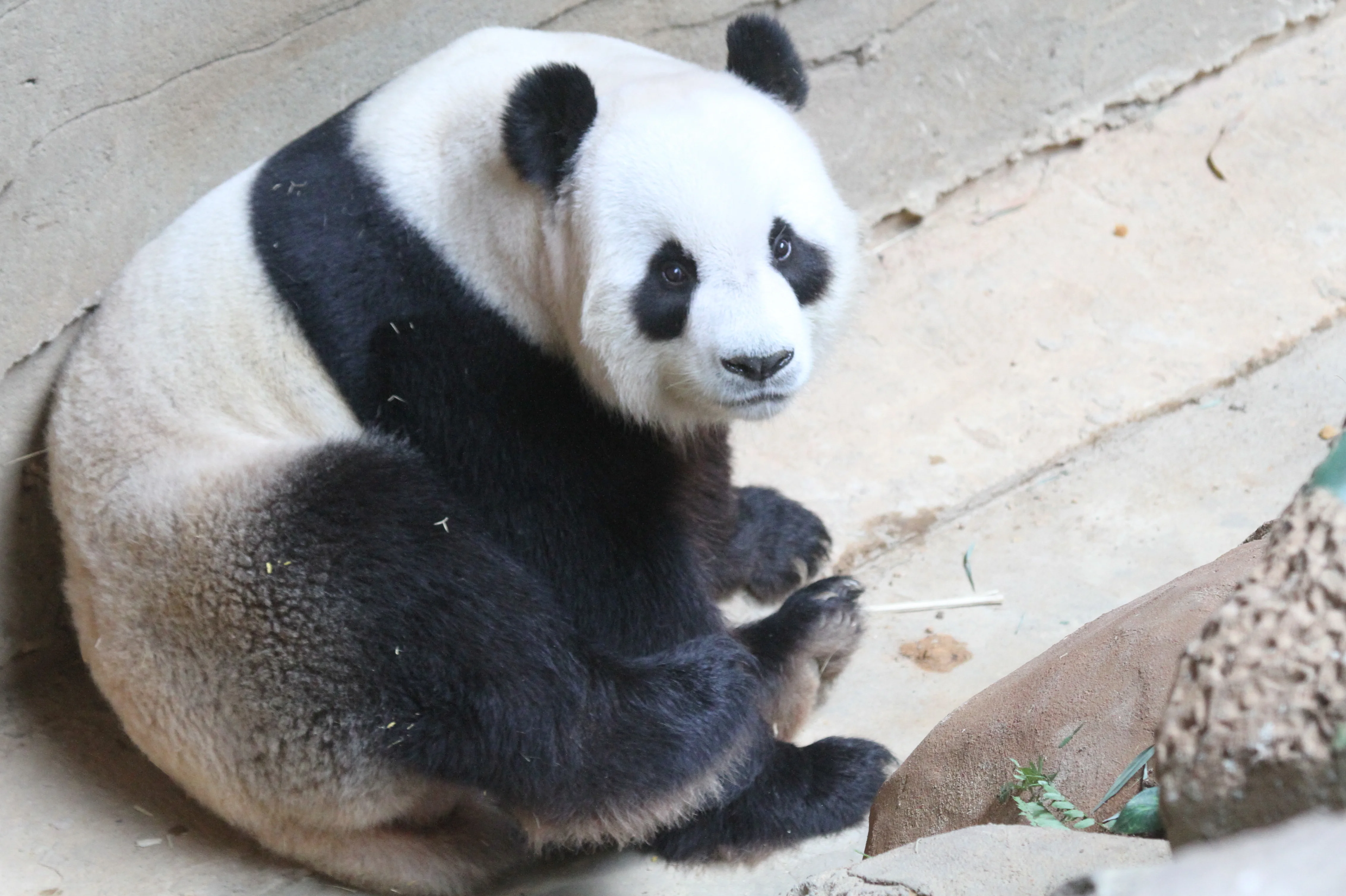 Zoo Negara Malaysia