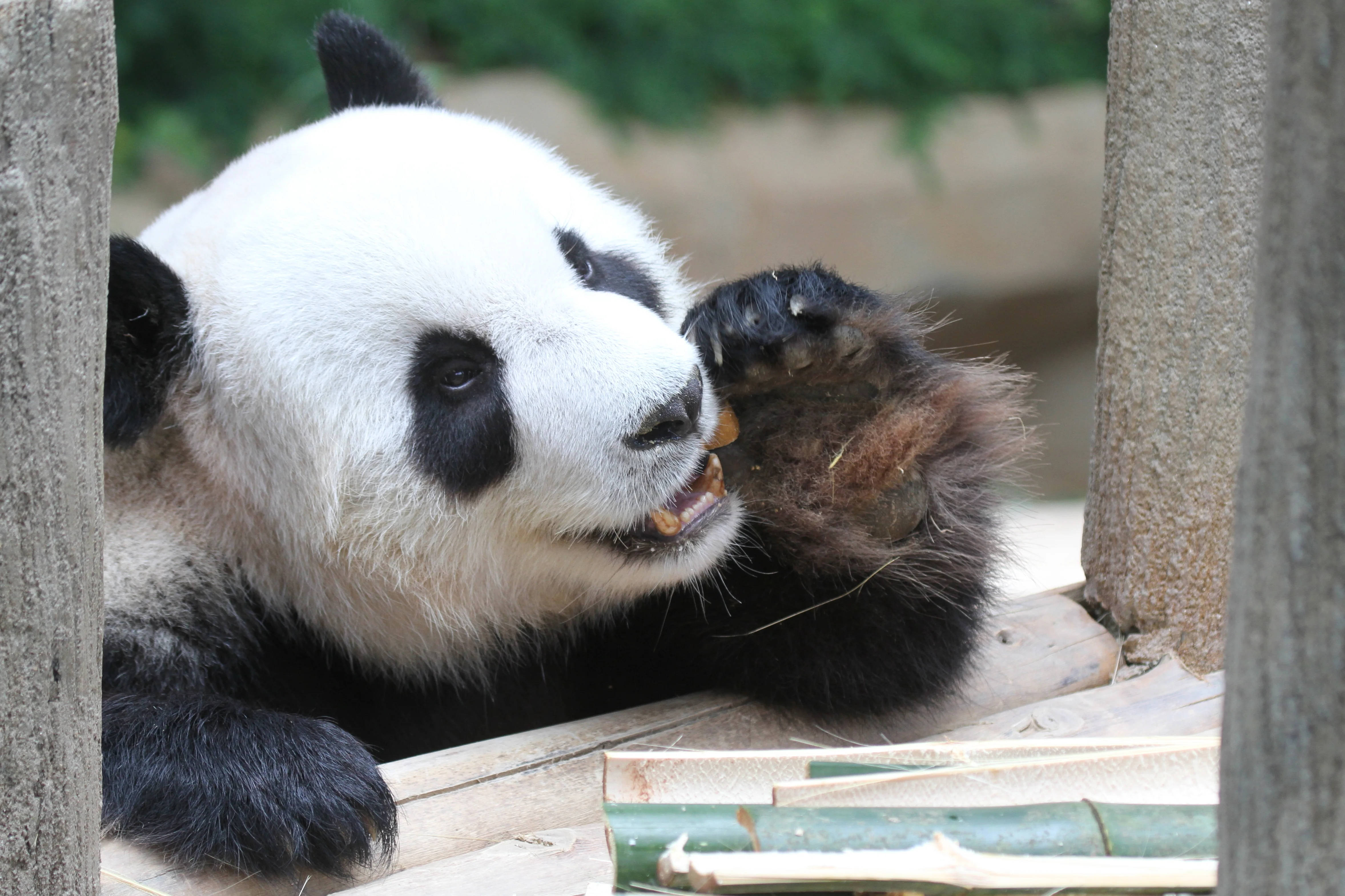 Zoo Negara Malaysia