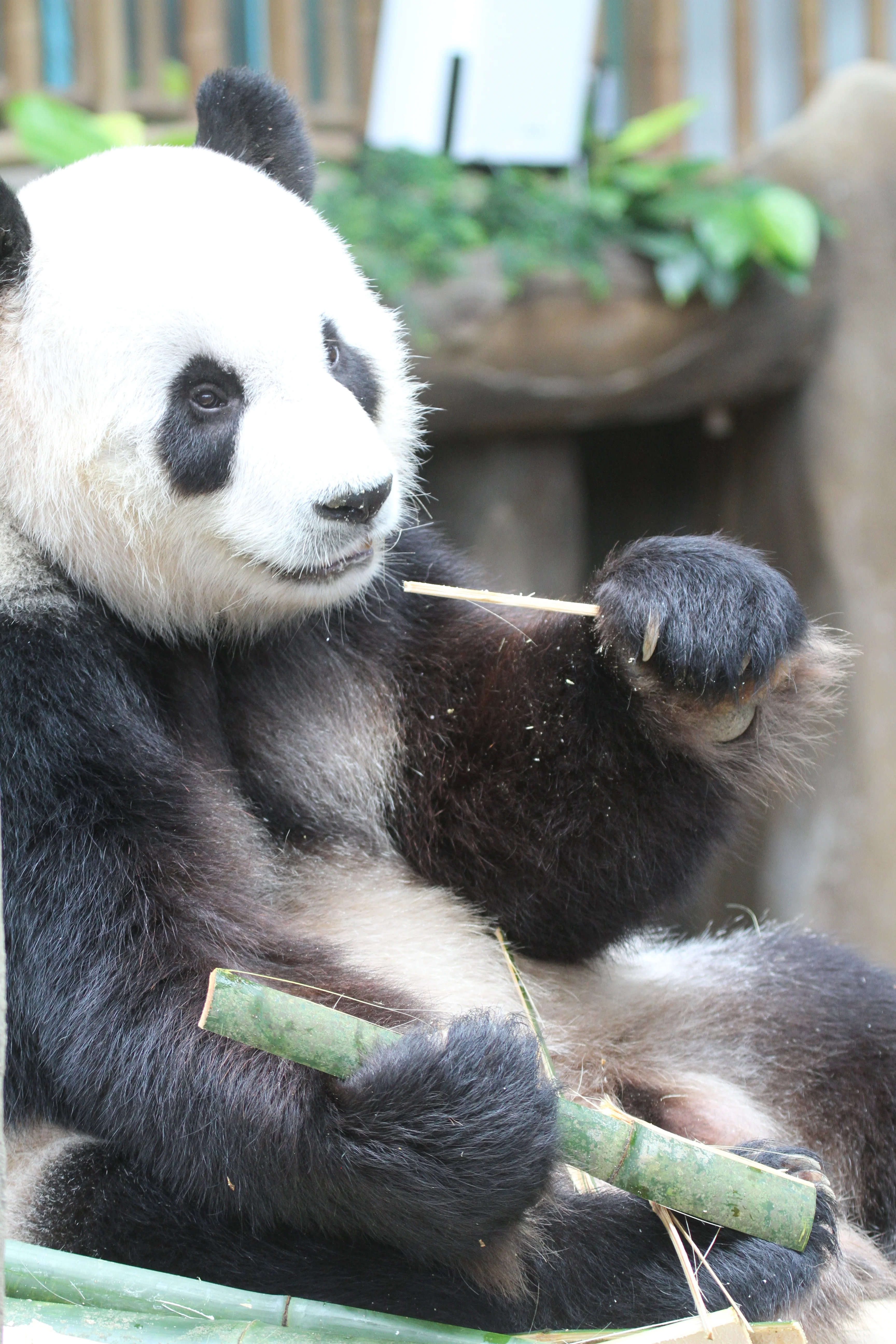 Zoo Negara Malaysia