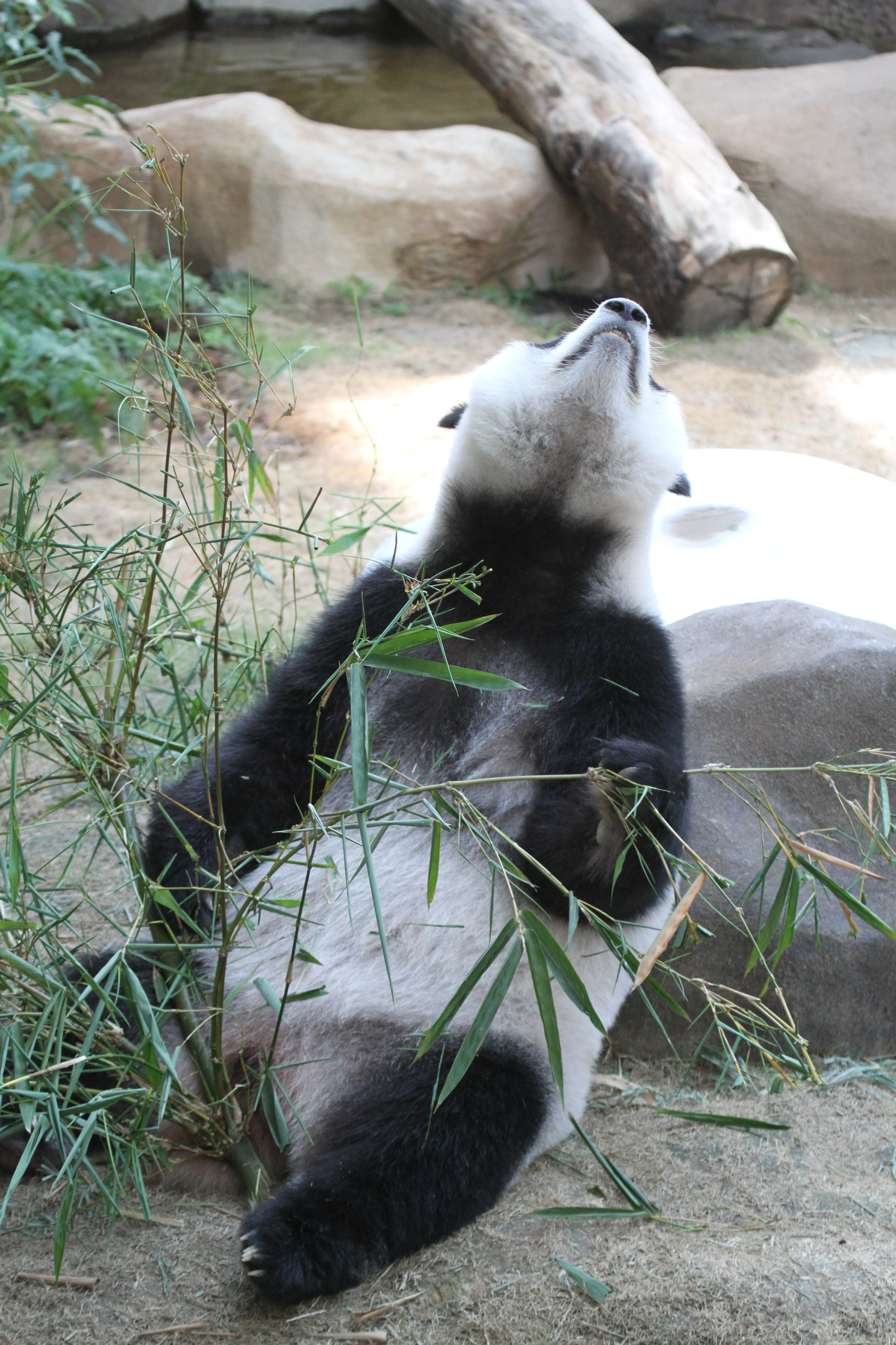 Zoo Negara Malaysia
